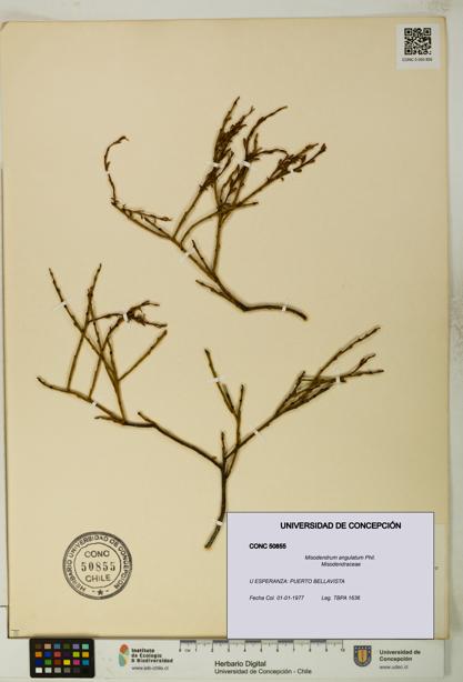 Misodendrum angulatum [Espécimen: UDEC:CONC:0050855]