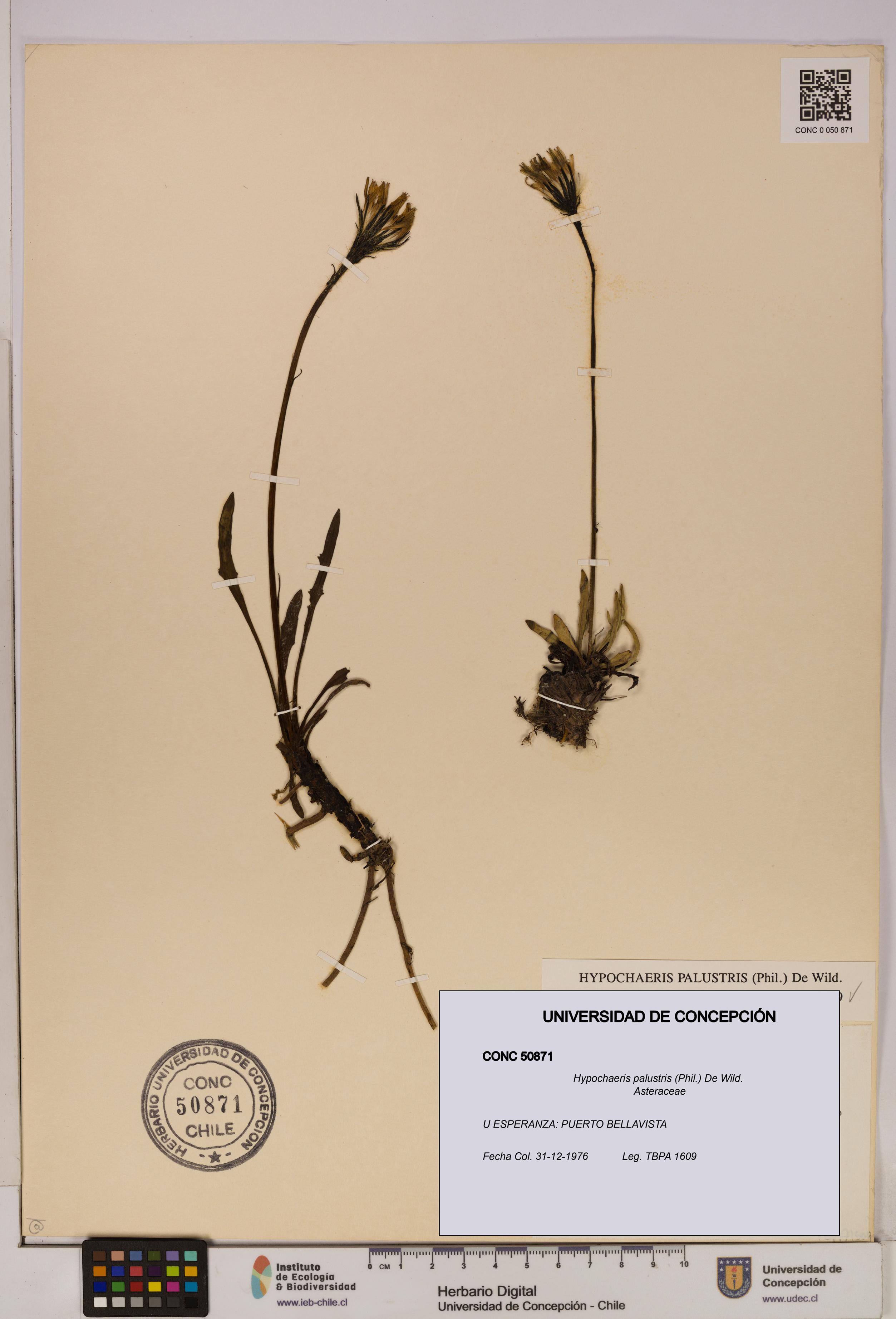 Hypochaeris palustris [Espécimen: UDEC:CONC:0050871]