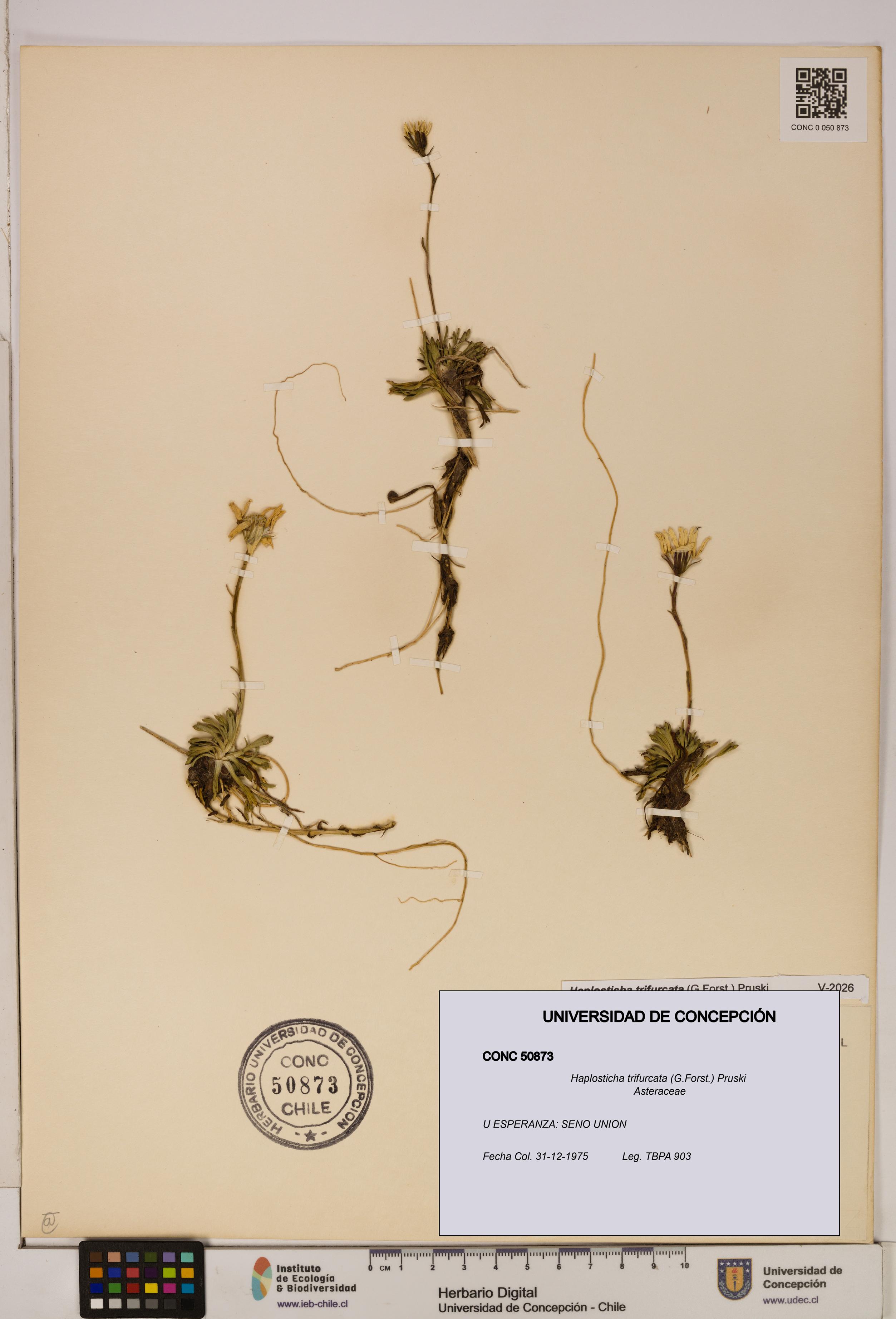 Haplosticha trifurcata [Espécimen: UDEC:CONC:0050873]
