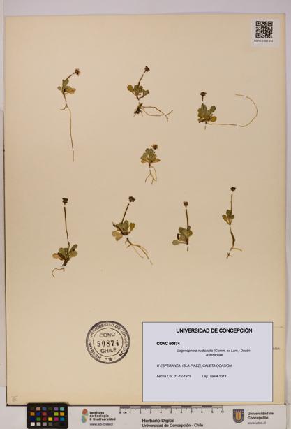 Lagenophora nudicaulis [Espécimen: ]