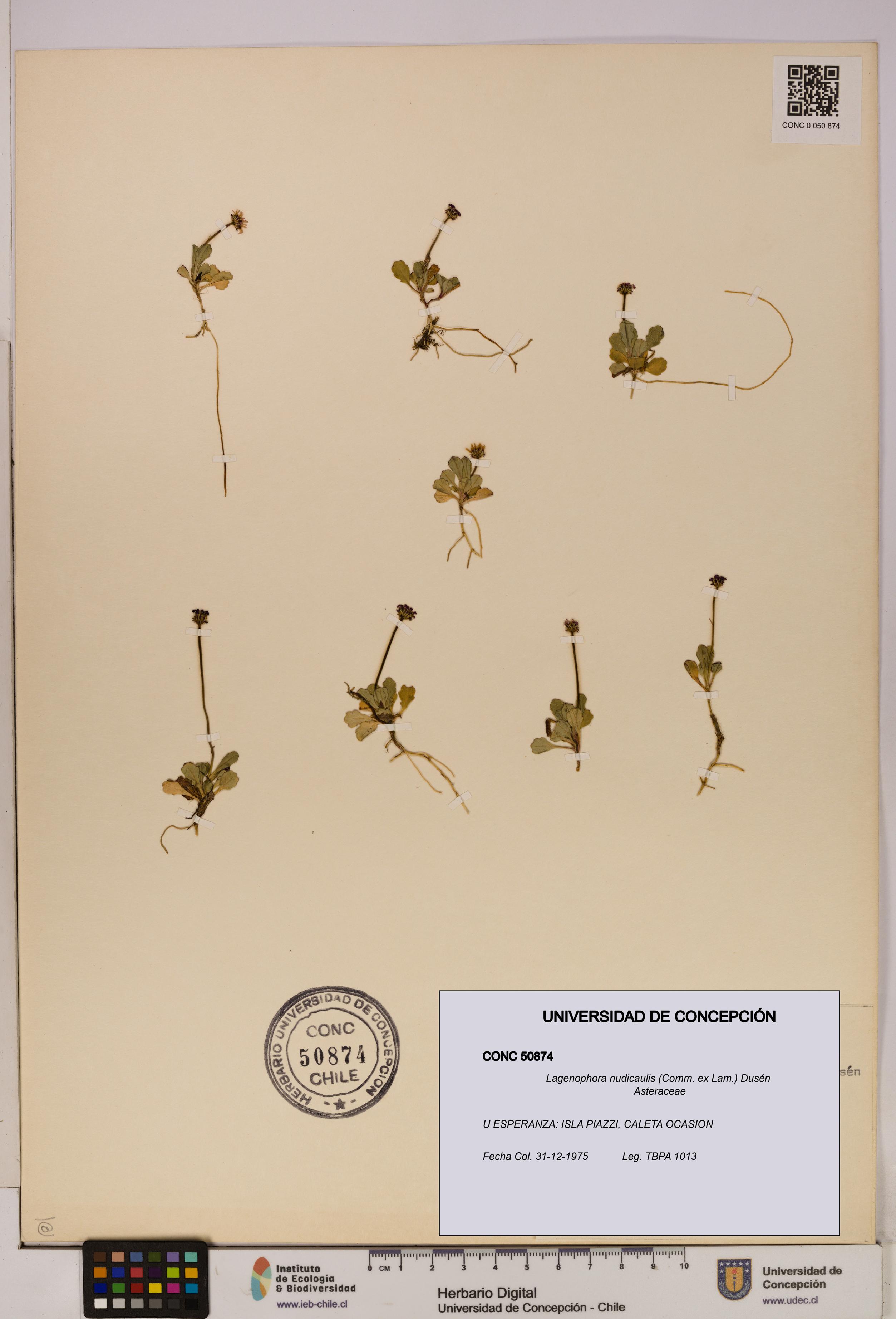 Lagenophora nudicaulis [Espécimen: ]