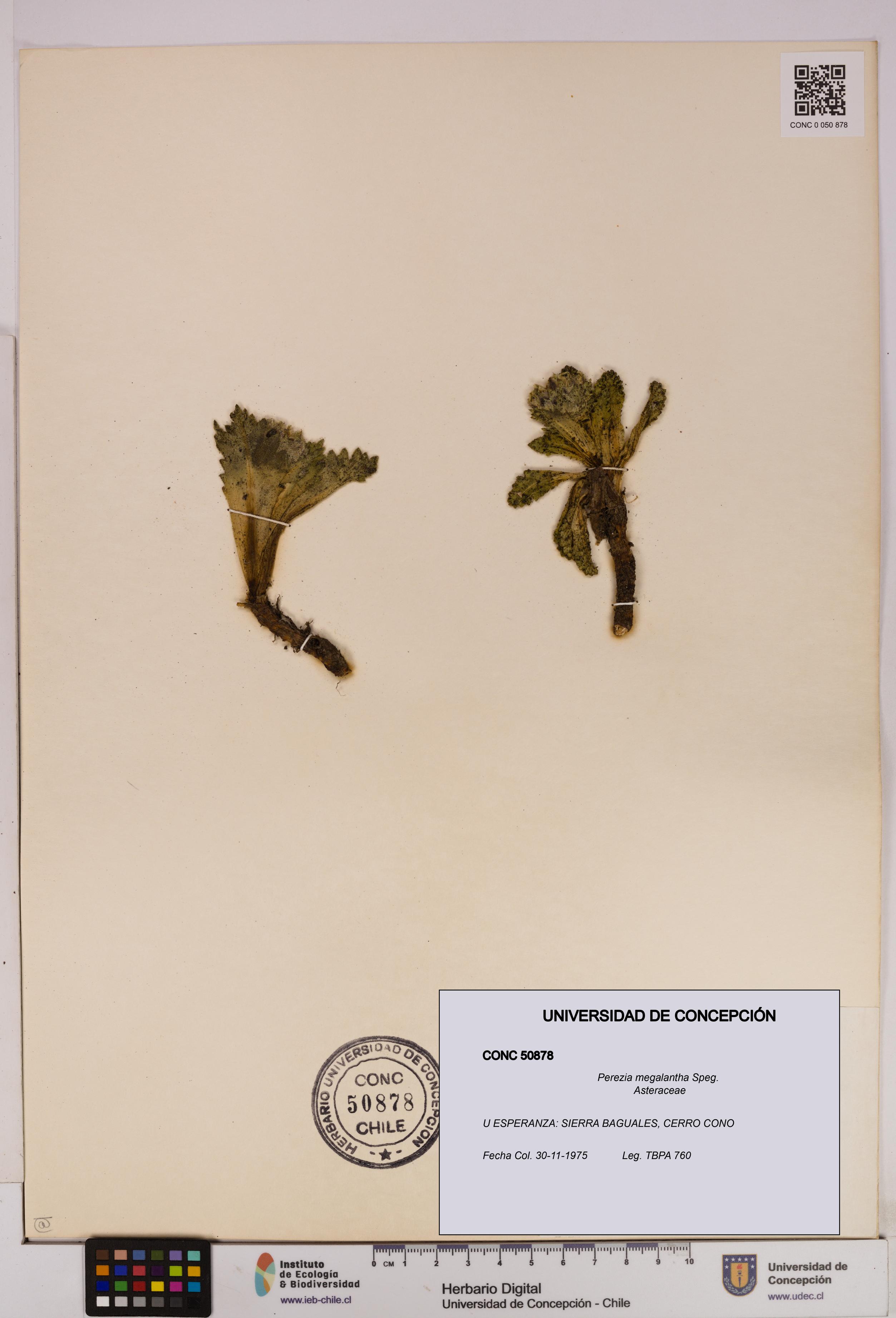 Perezia megalantha [Espécimen: UDEC:CONC:0050878]