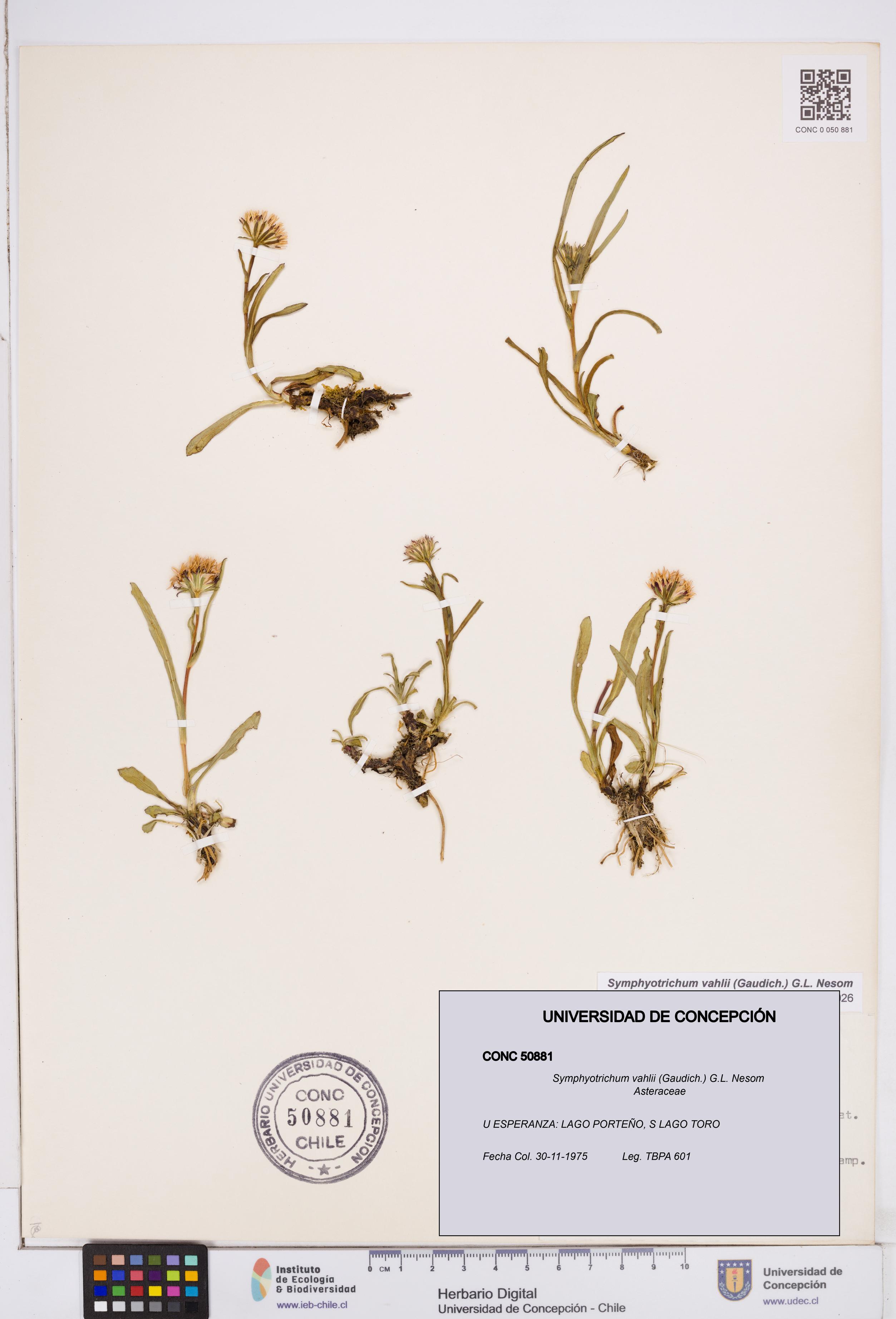 Symphyotrichum vahlii [Espécimen: ]
