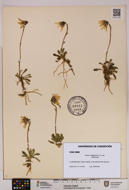 Perezia magellanica [Espécimen: UDEC:CONC:0050882]