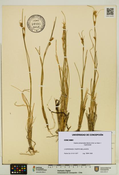 Carpha schoenoides [Espécimen: UDEC:CONC:0050891]