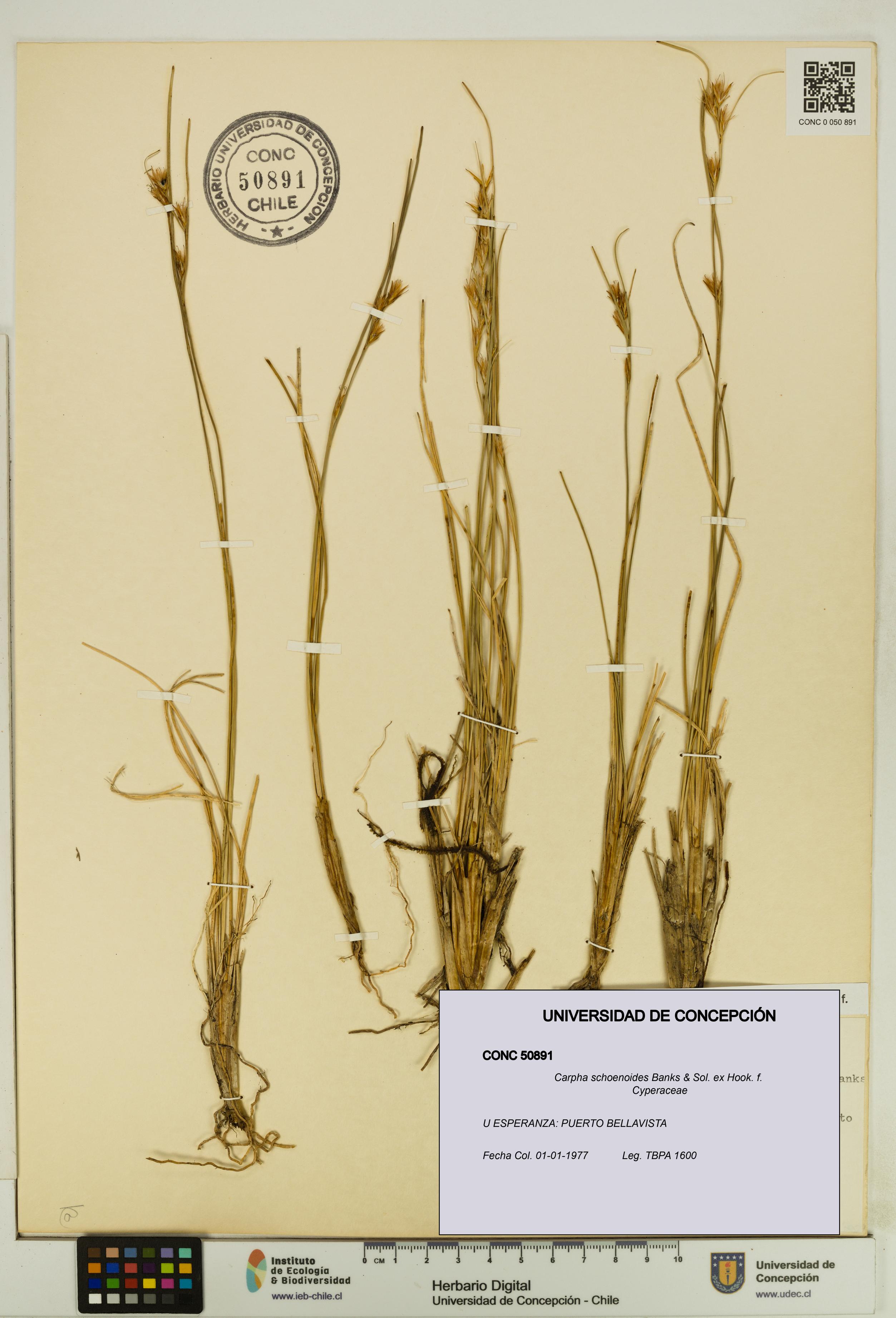 Carpha schoenoides [Espécimen: UDEC:CONC:0050891]