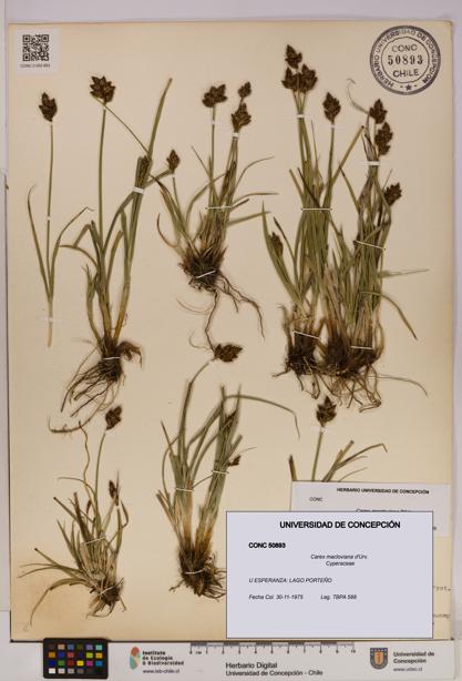 Carex macloviana [Espécimen: UDEC:CONC:0050893]
