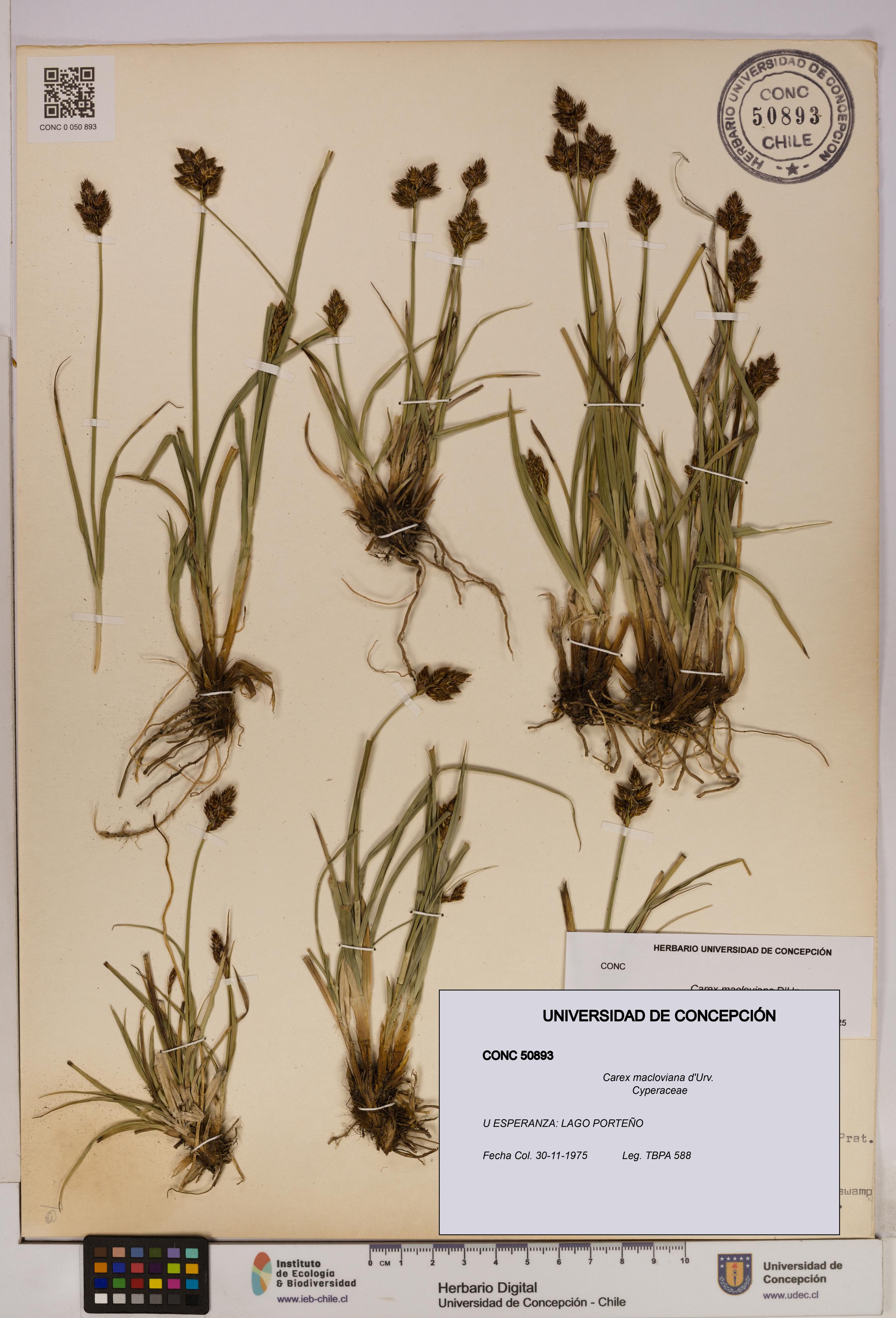 Carex macloviana [Espécimen: UDEC:CONC:0050893]