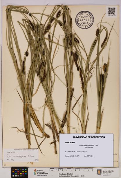 Carex aematorhyncha [Espécimen: UDEC:CONC:0050896]