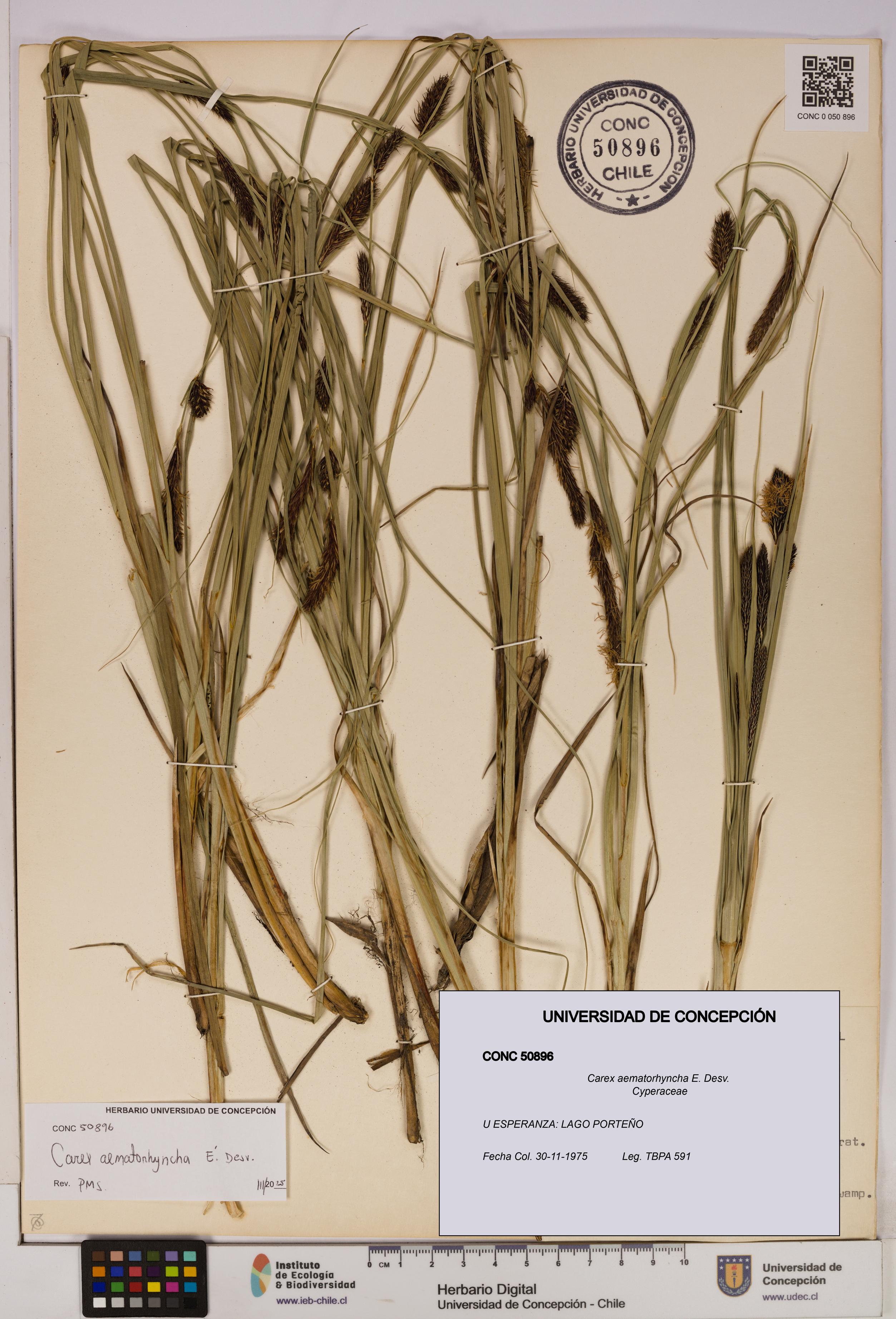 Carex aematorhyncha [Espécimen: UDEC:CONC:0050896]