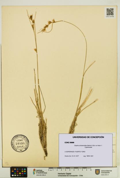 Carpha schoenoides [Espécimen: UDEC:CONC:0050898]