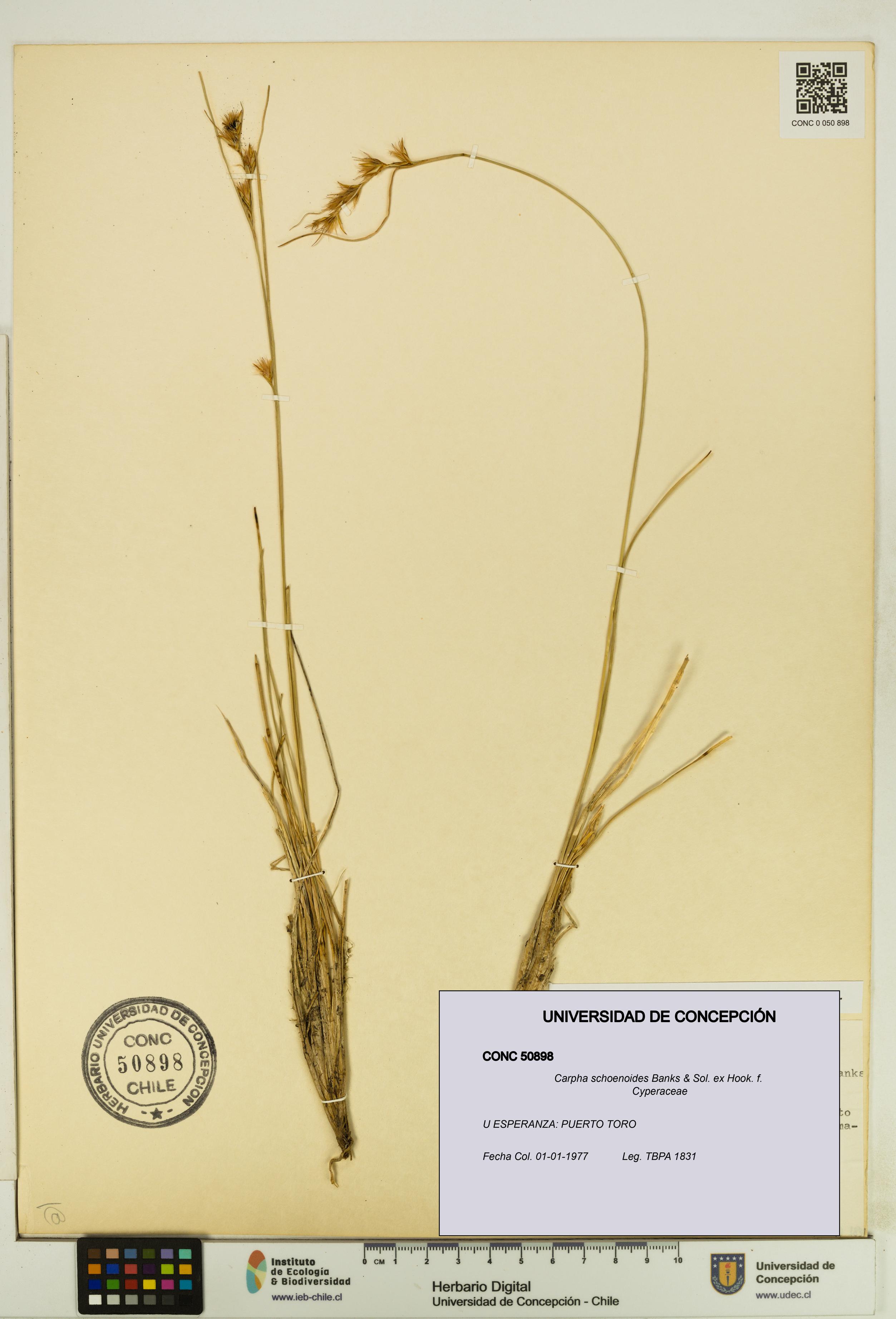 Carpha schoenoides [Espécimen: UDEC:CONC:0050898]