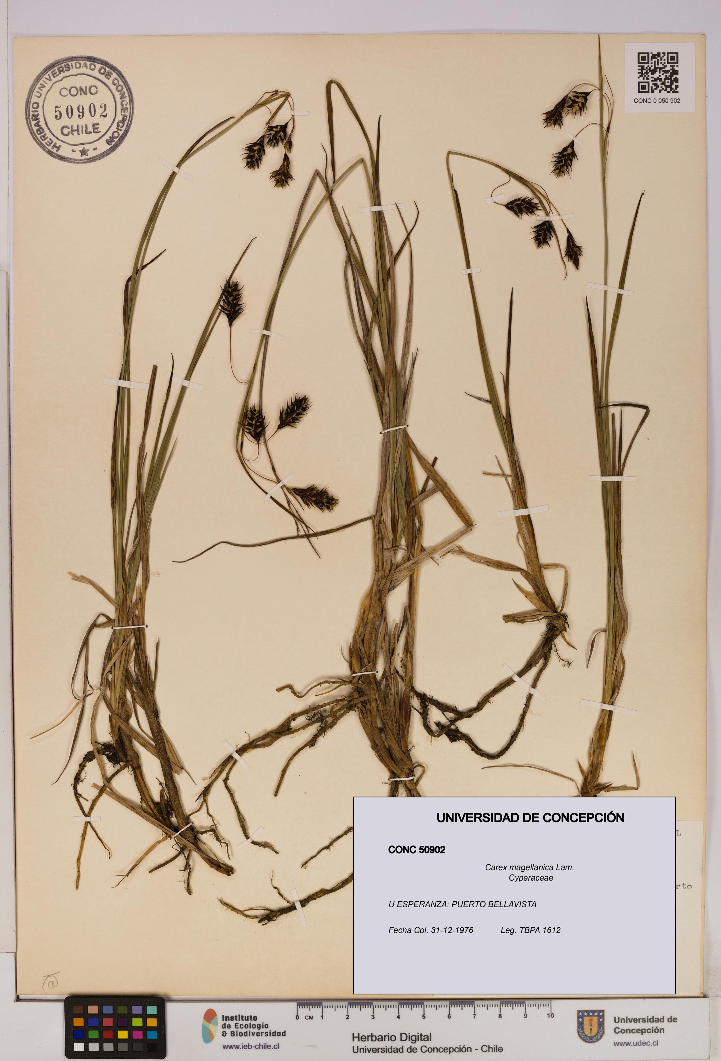 Carex magellanica [Espécimen: UDEC:CONC:0050902]