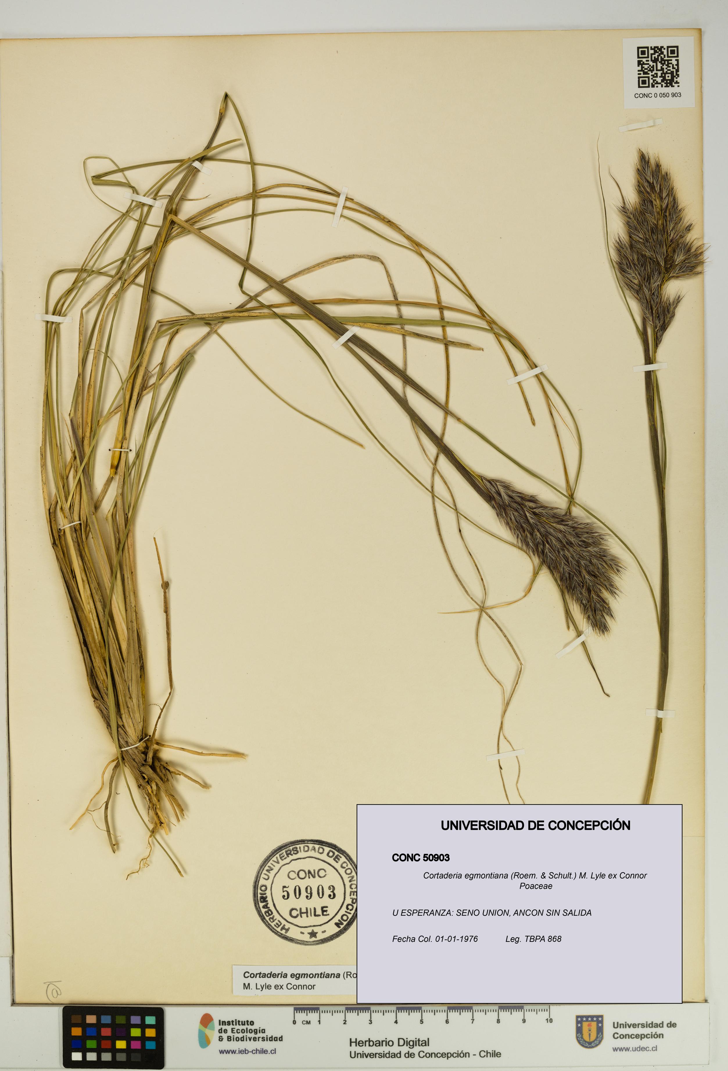Cortaderia egmontiana [Espécimen: UDEC:CONC:0050903]