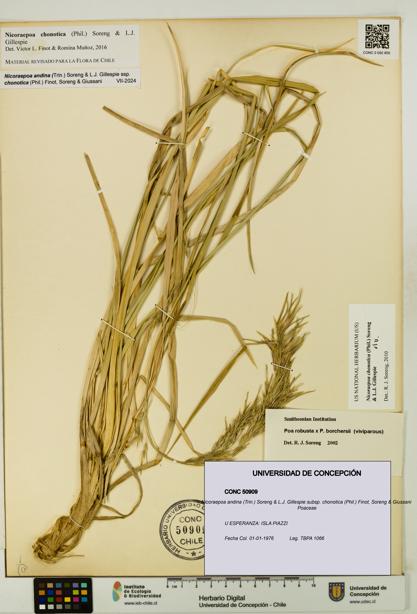 Nicoraepoa andina [Espécimen: UDEC:CONC:0050909]