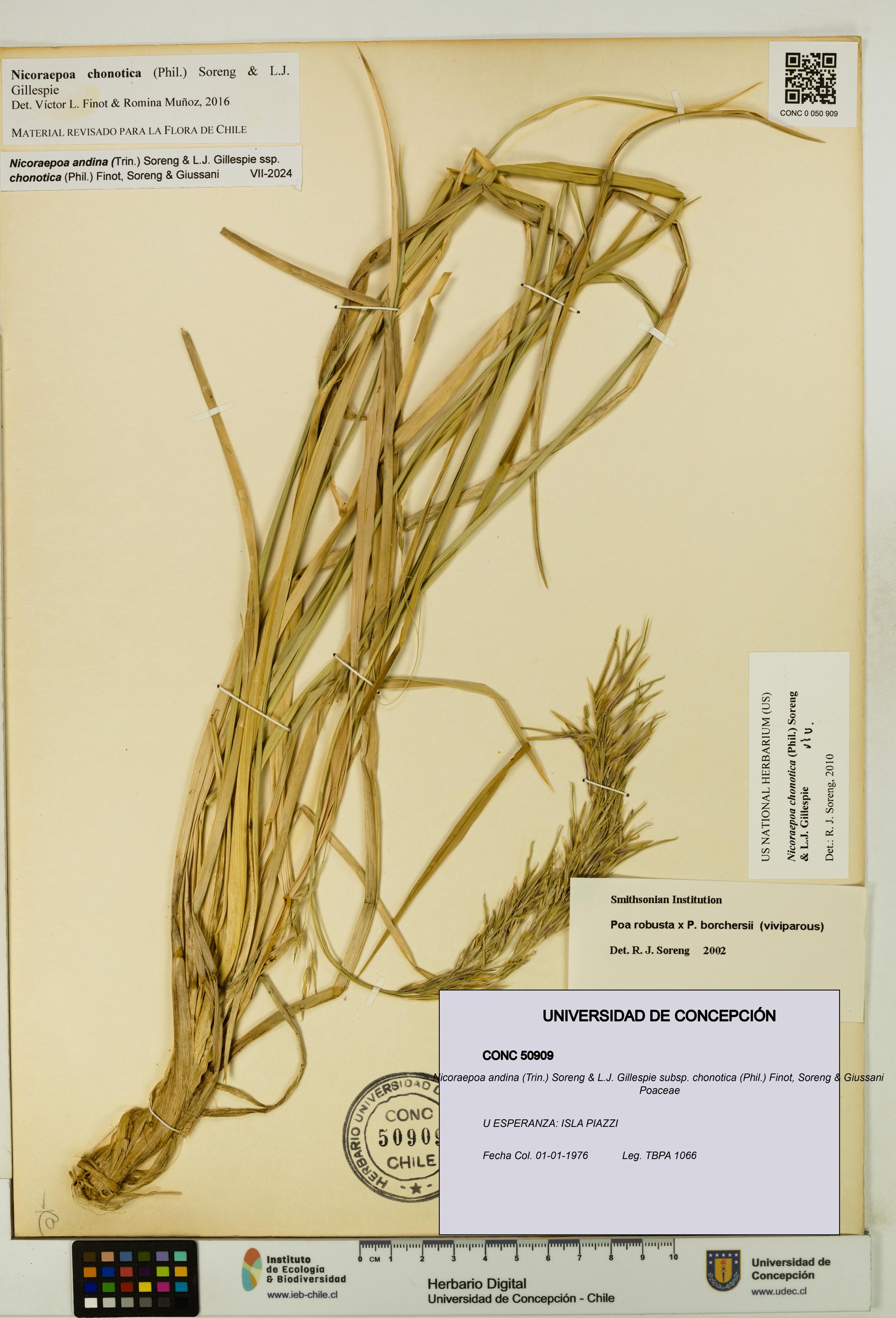 Nicoraepoa andina [Espécimen: UDEC:CONC:0050909]
