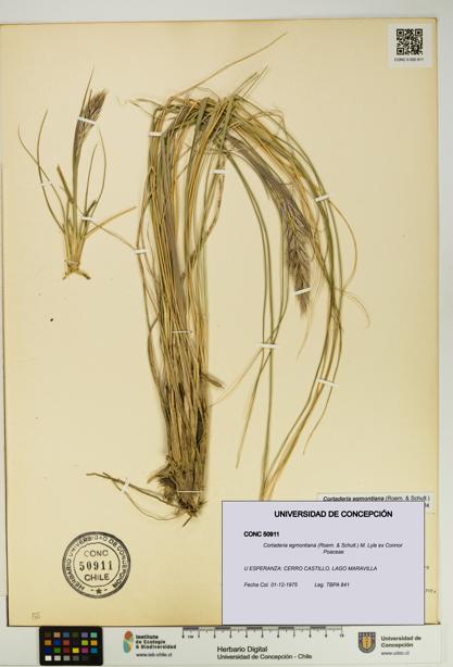 Cortaderia egmontiana [Espécimen: UDEC:CONC:0050911]