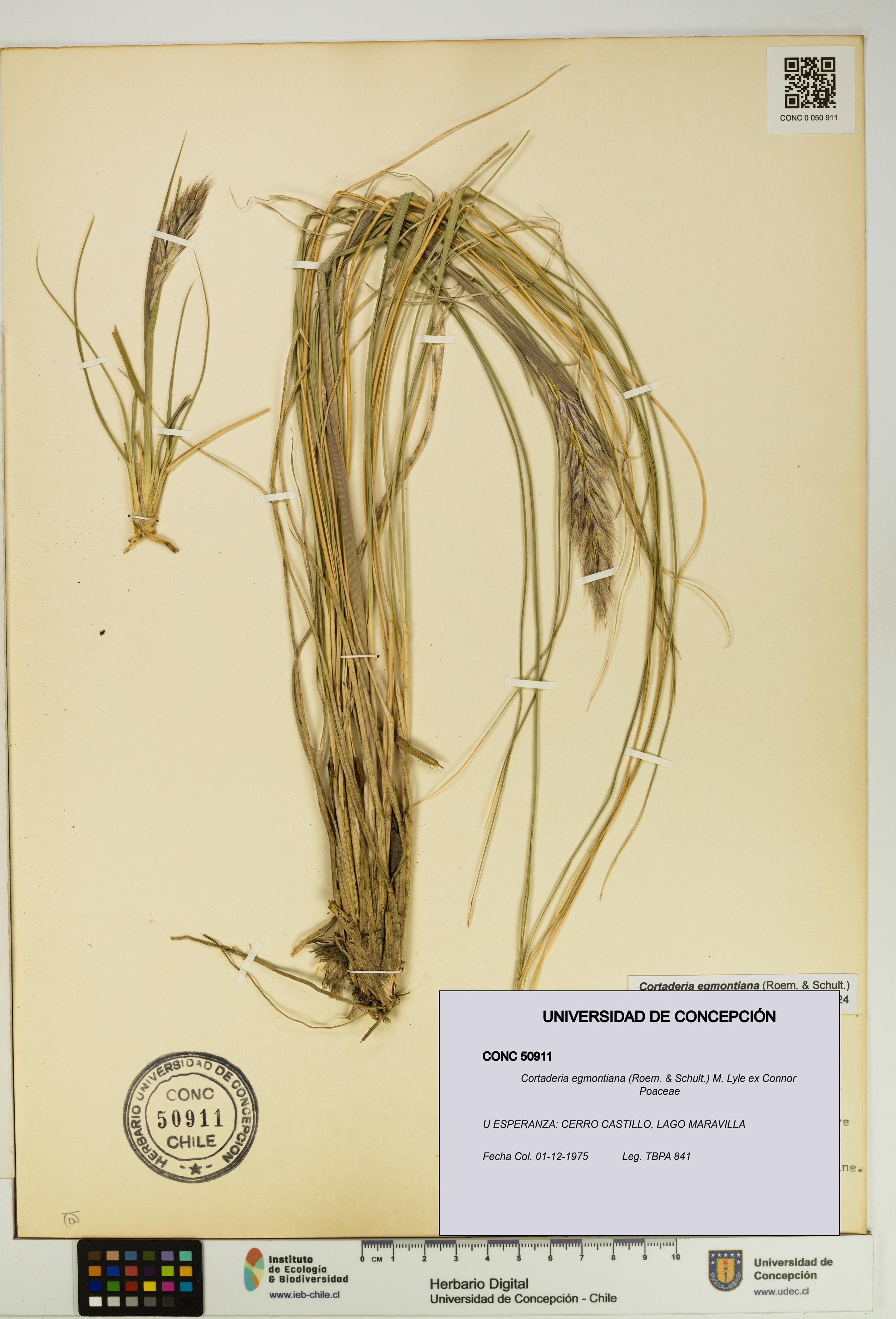 Cortaderia egmontiana [Espécimen: UDEC:CONC:0050911]