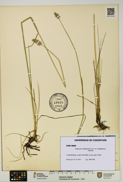 Alopecurus magellanicus var. magellanicus [Espécimen: UDEC:CONC:0050920]