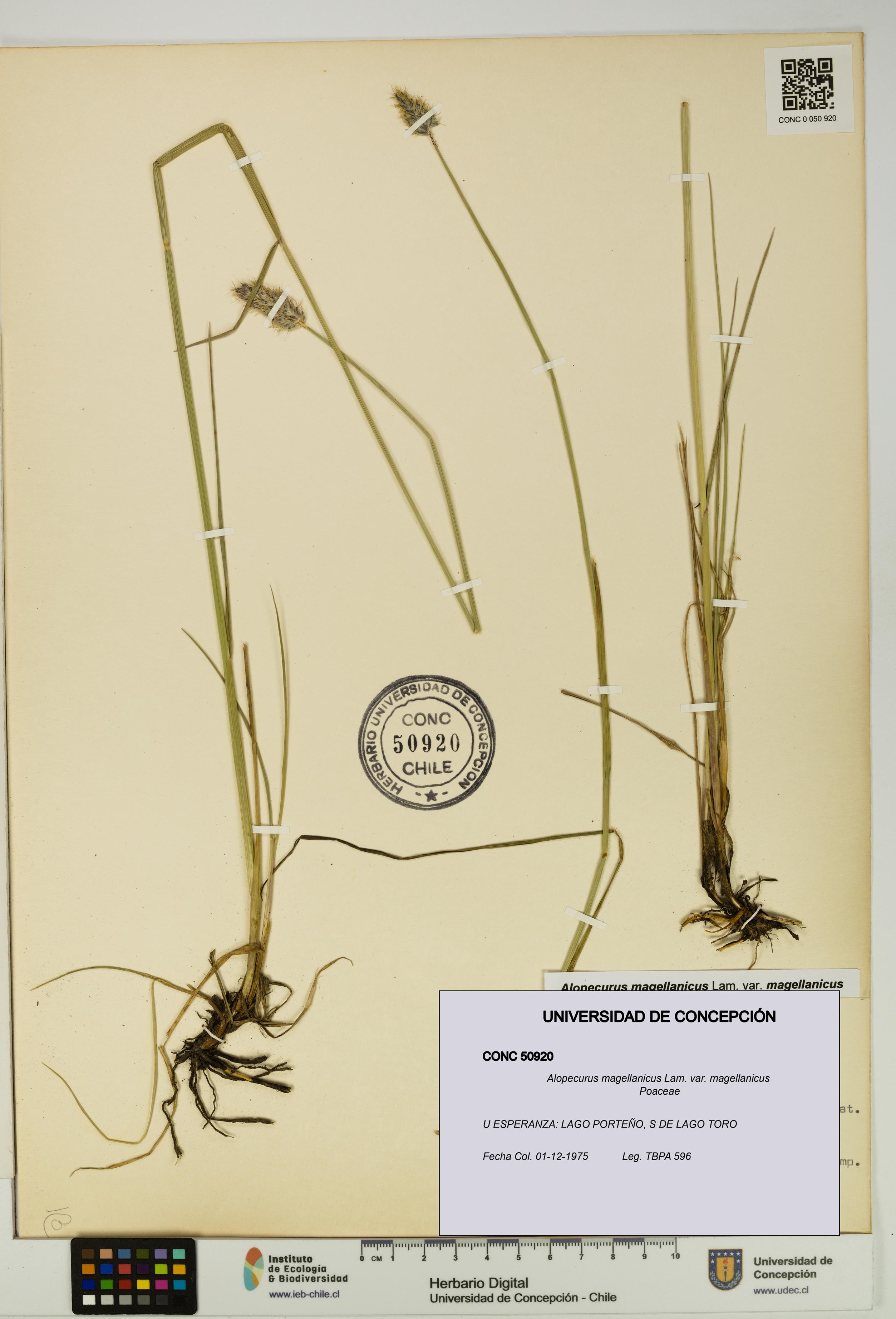 Alopecurus magellanicus var. magellanicus [Espécimen: UDEC:CONC:0050920]