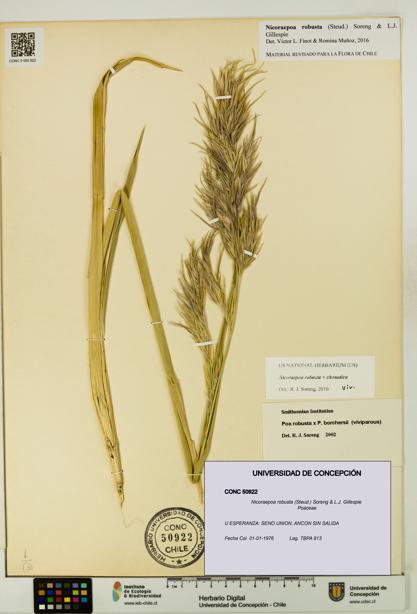 Nicoraepoa robusta [Espécimen: UDEC:CONC:0050922]