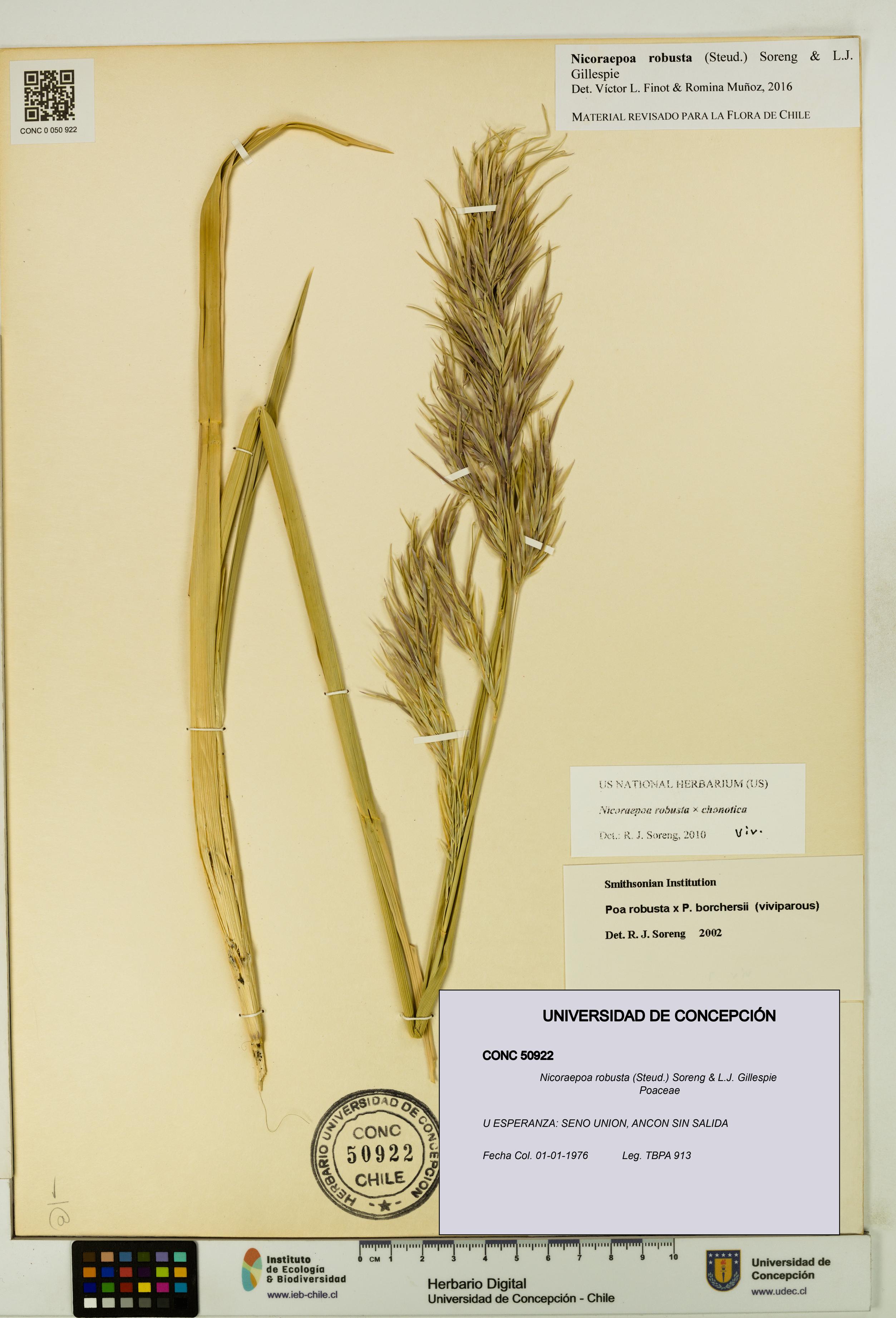 Nicoraepoa robusta [Espécimen: UDEC:CONC:0050922]