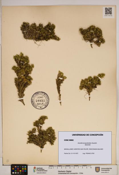 Azorella lycopodioides [Espécimen: ]