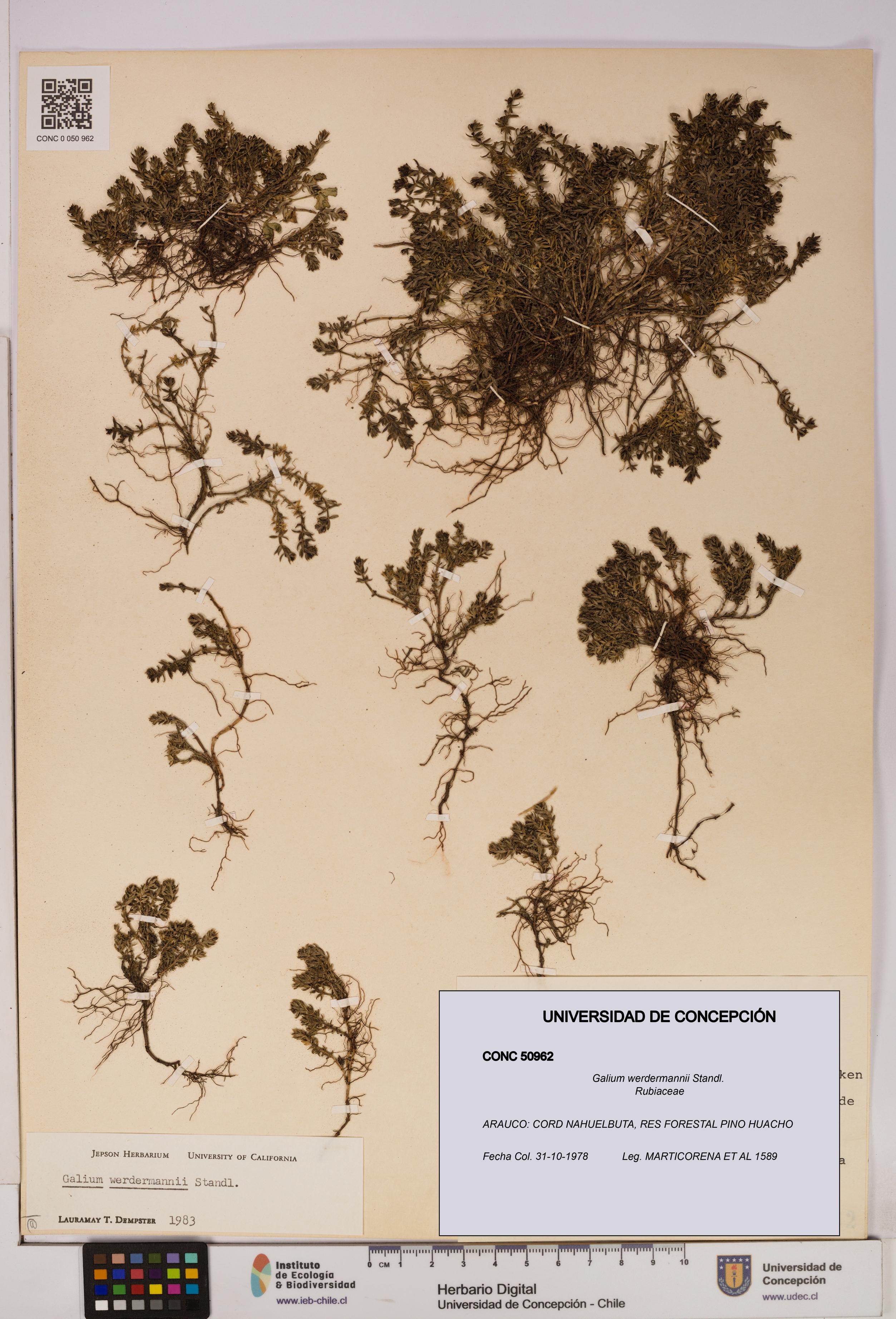 Galium werdermannii [Espécimen: UDEC:CONC:0050962]