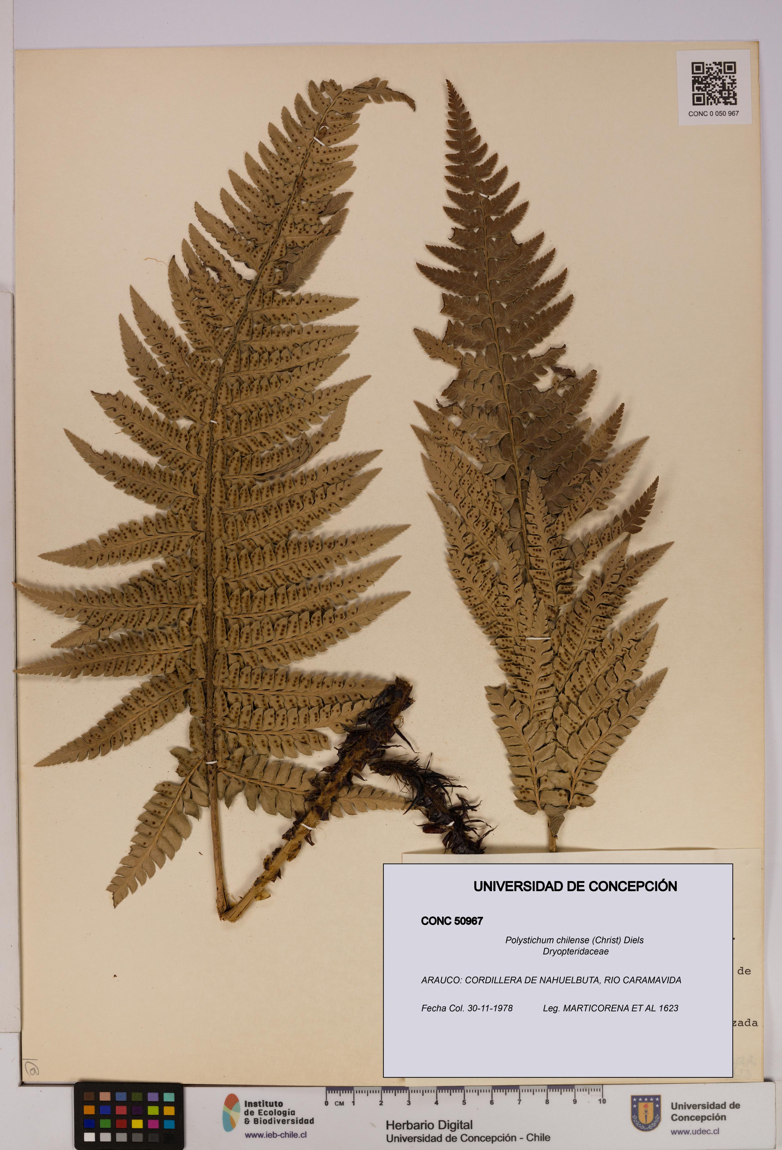 Polystichum chilense [Espécimen: UDEC:CONC:0050967]