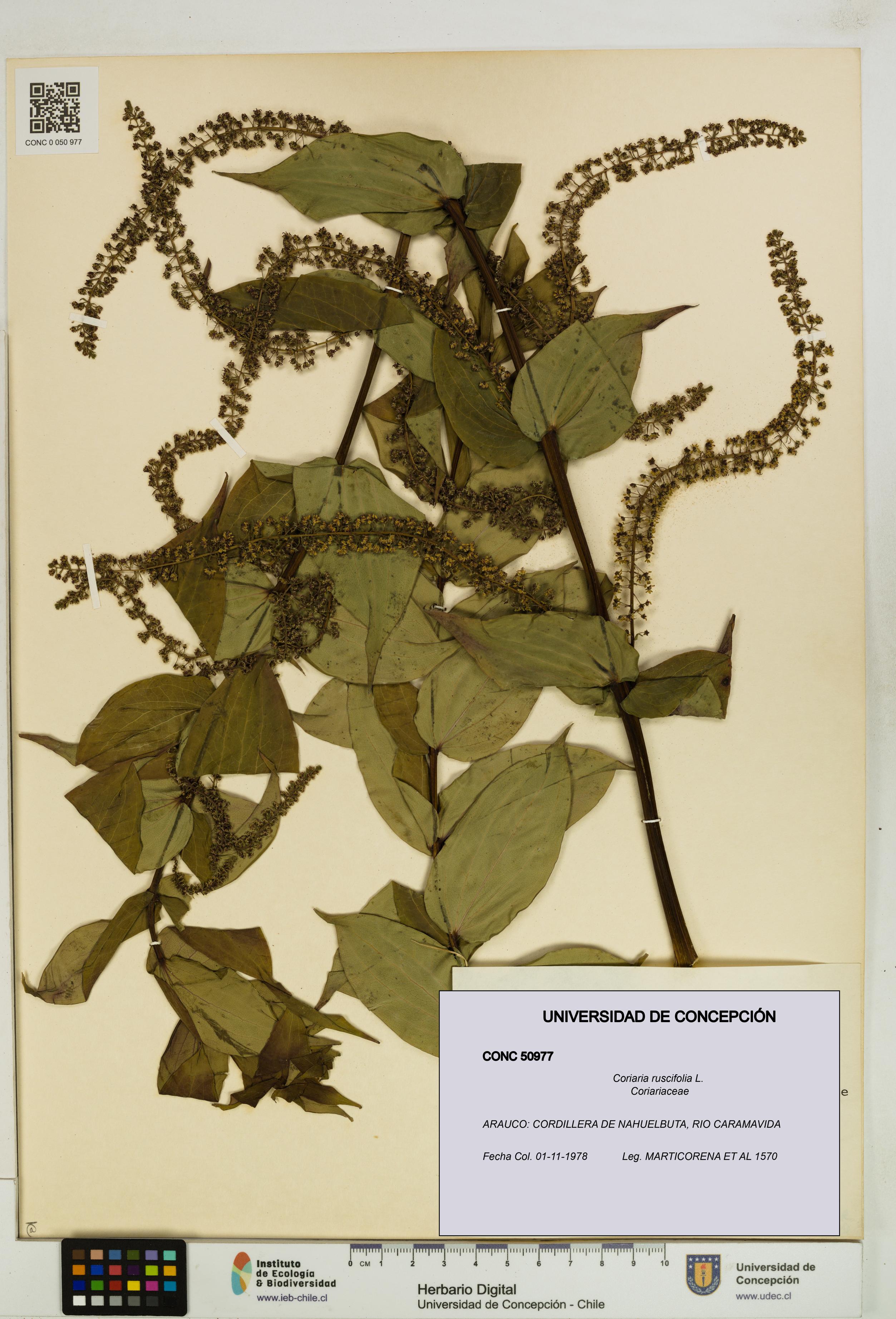 Coriaria ruscifolia [Espécimen: ]