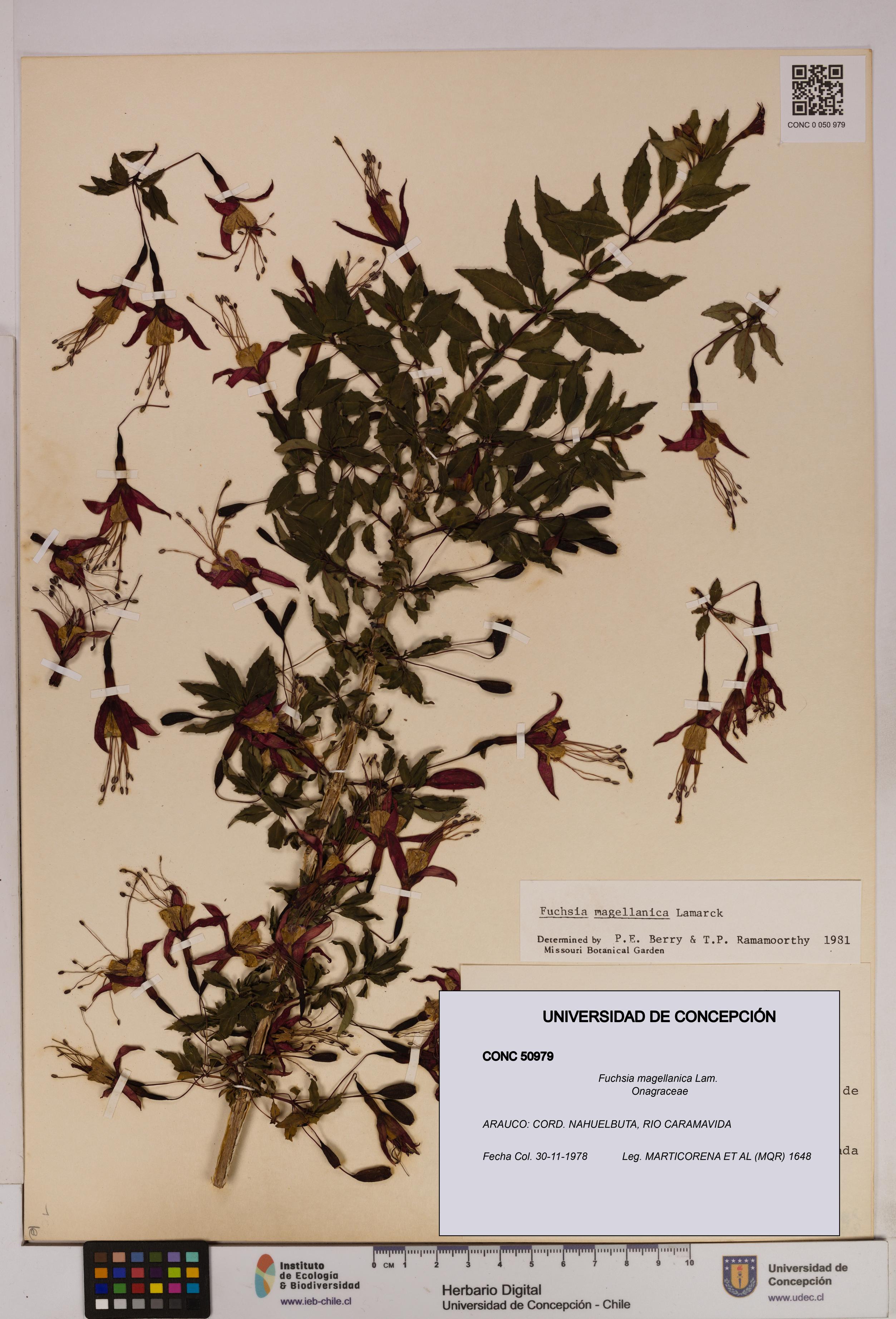 Fuchsia magellanica [Espécimen: UDEC:CONC:0050979]