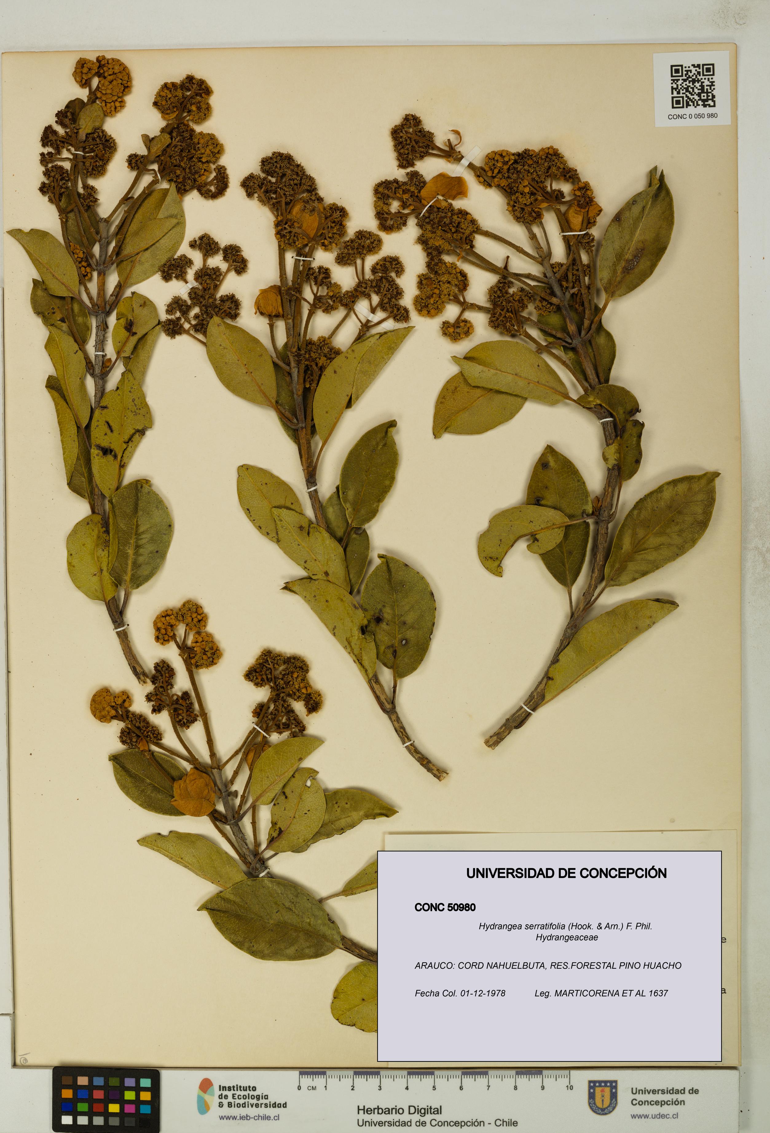 Hydrangea serratifolia [Espécimen: UDEC:CONC:0050980]