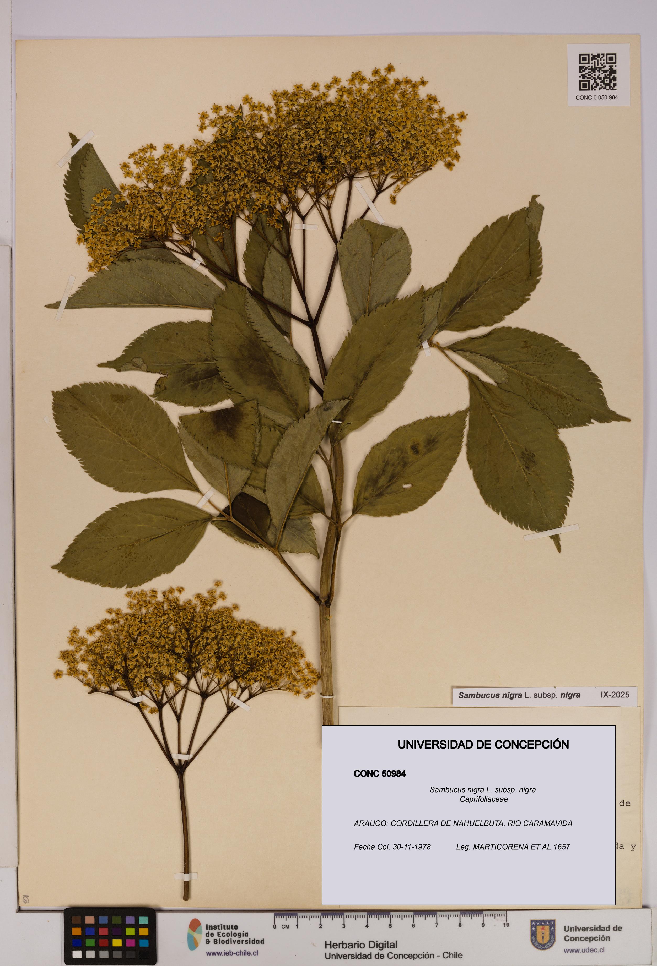 Sambucus nigra subsp. nigra [Espécimen: UDEC:CONC:0050984]
