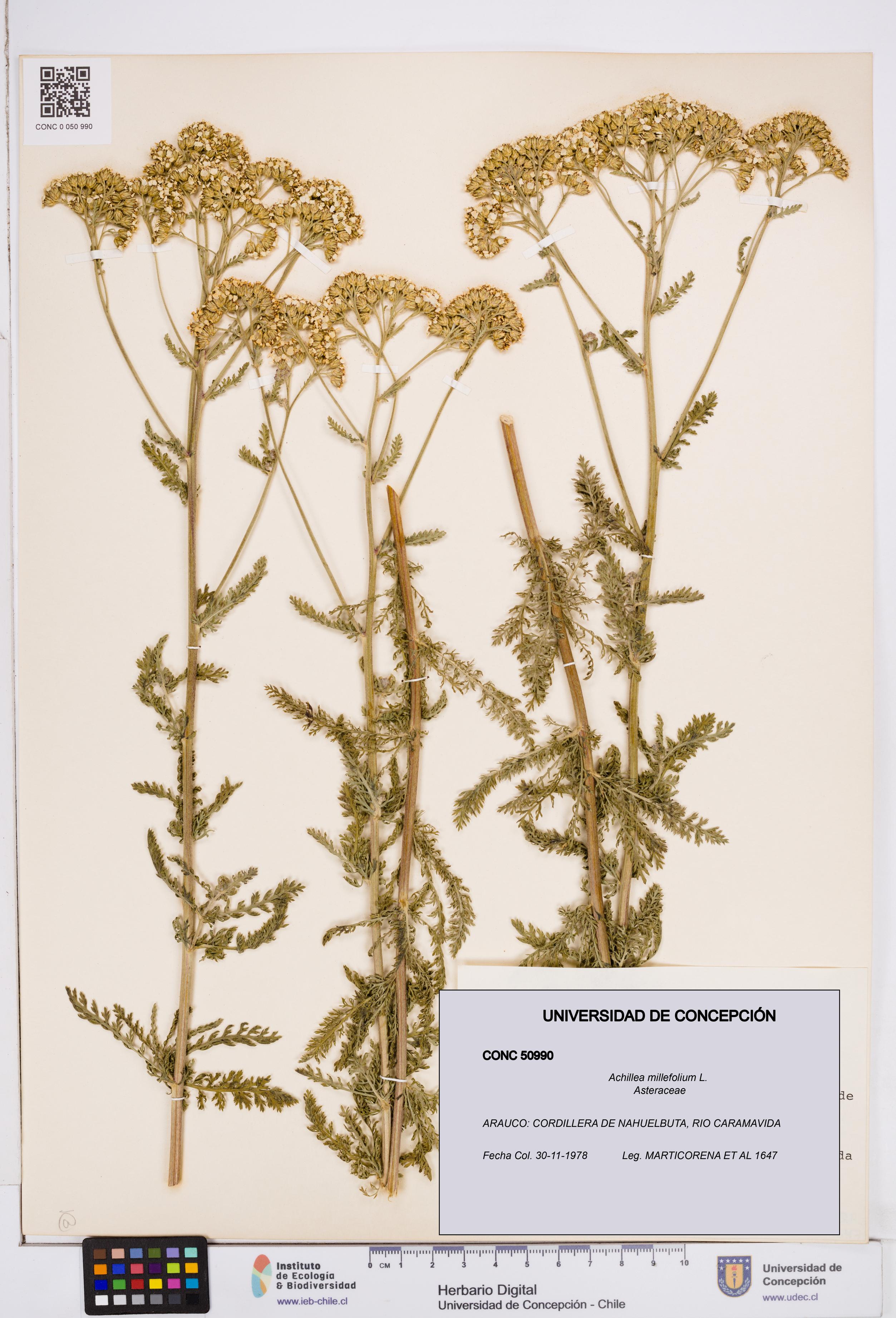Achillea millefolium [Espécimen: ]