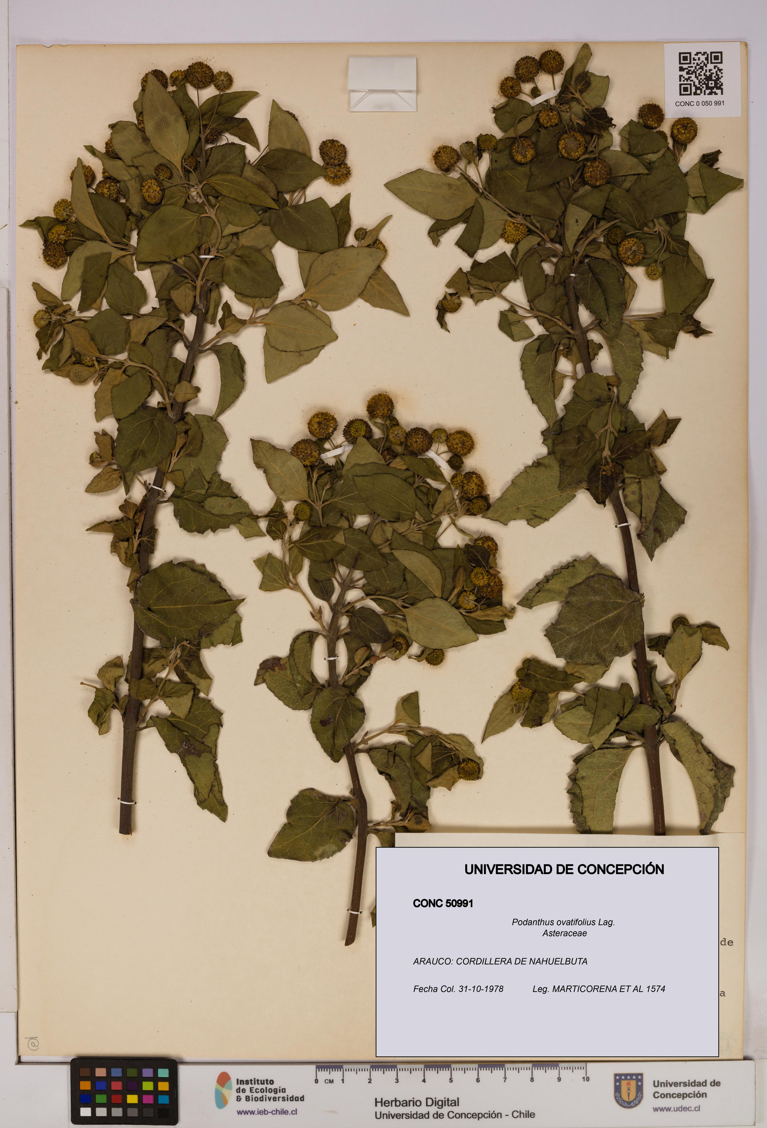 Podanthus ovatifolius [Espécimen: ]