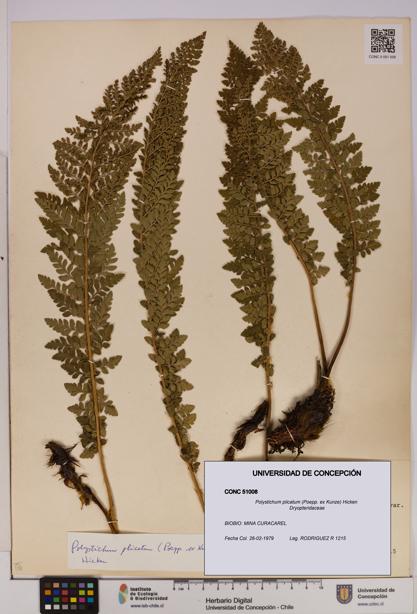 Polystichum plicatum [Espécimen: UDEC:CONC:0051008]