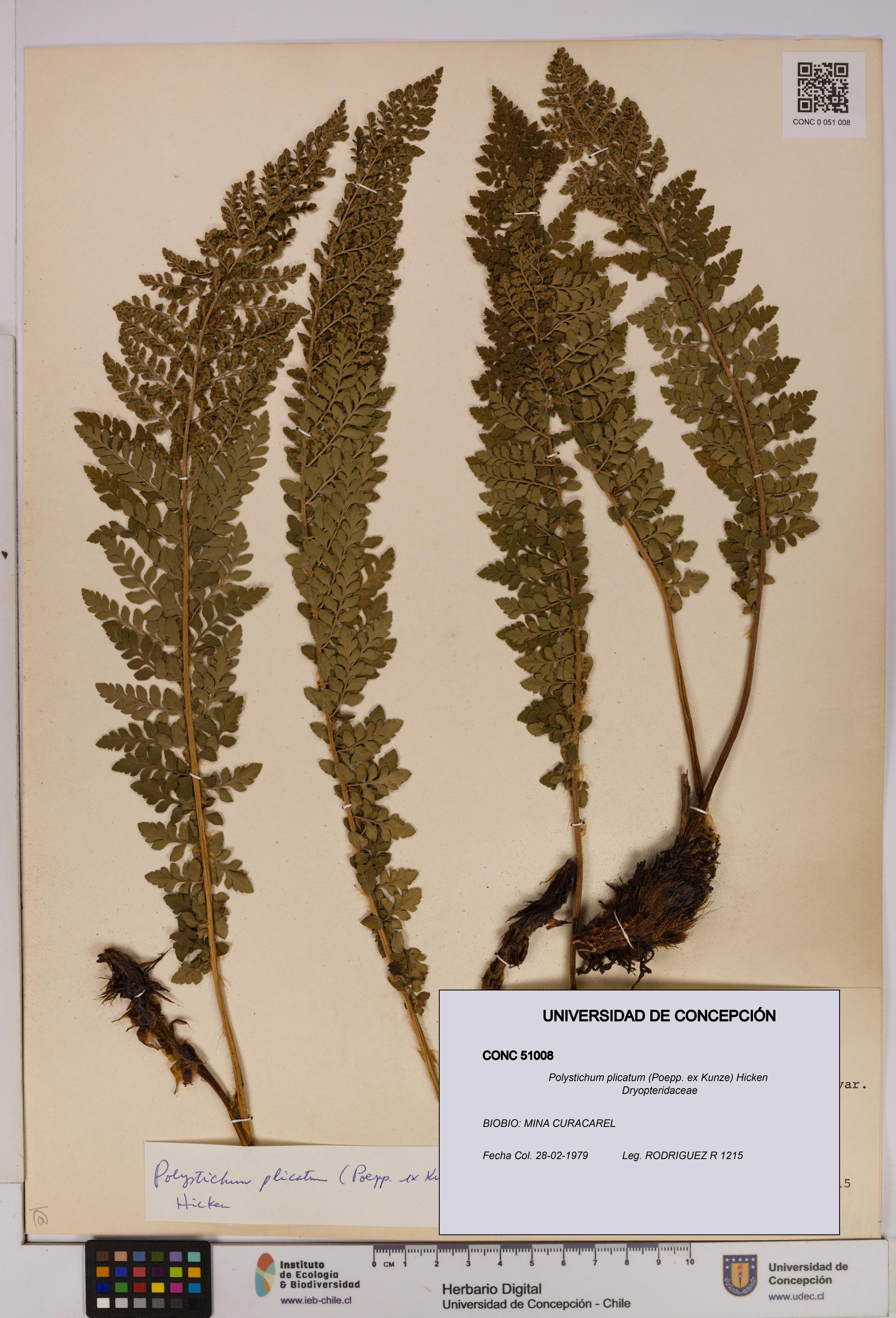 Polystichum plicatum [Espécimen: UDEC:CONC:0051008]