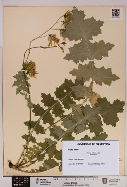 Perezia nutans [Espécimen: UDEC:CONC:0051025]