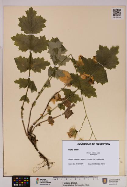 Perezia nutans [Espécimen: UDEC:CONC:0051026]