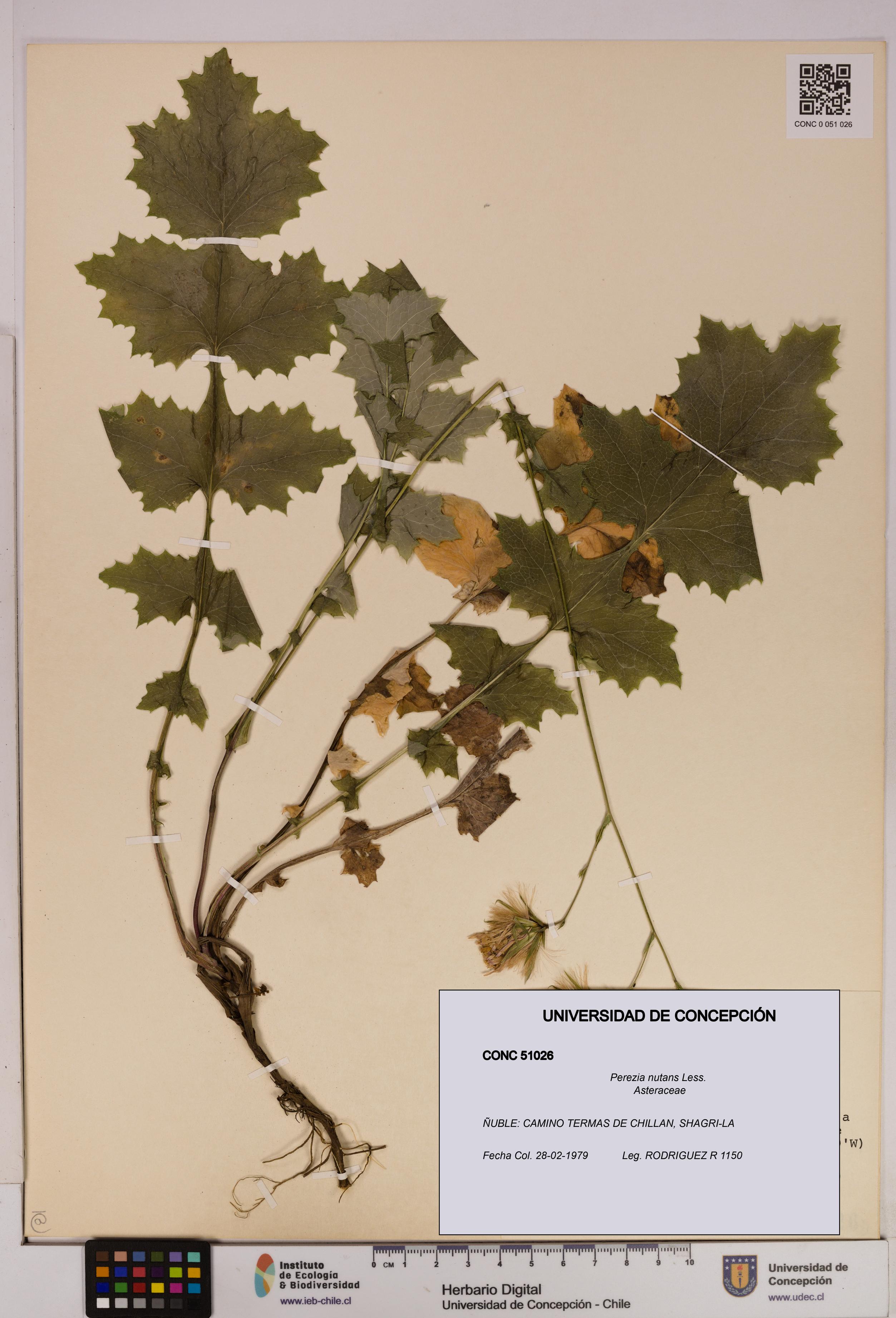 Perezia nutans [Espécimen: UDEC:CONC:0051026]