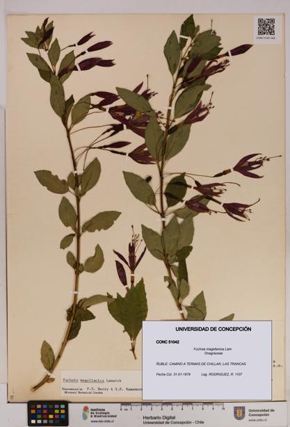 Fuchsia magellanica [Espécimen: UDEC:CONC:0051042]