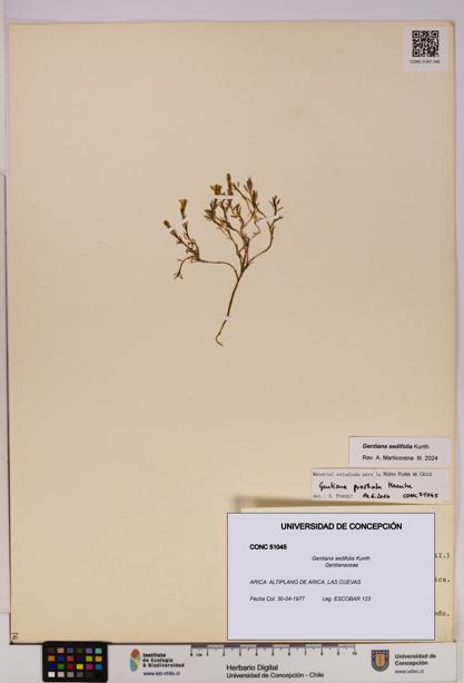 Gentiana sedifolia [Espécimen: UDEC:CONC:0051045]