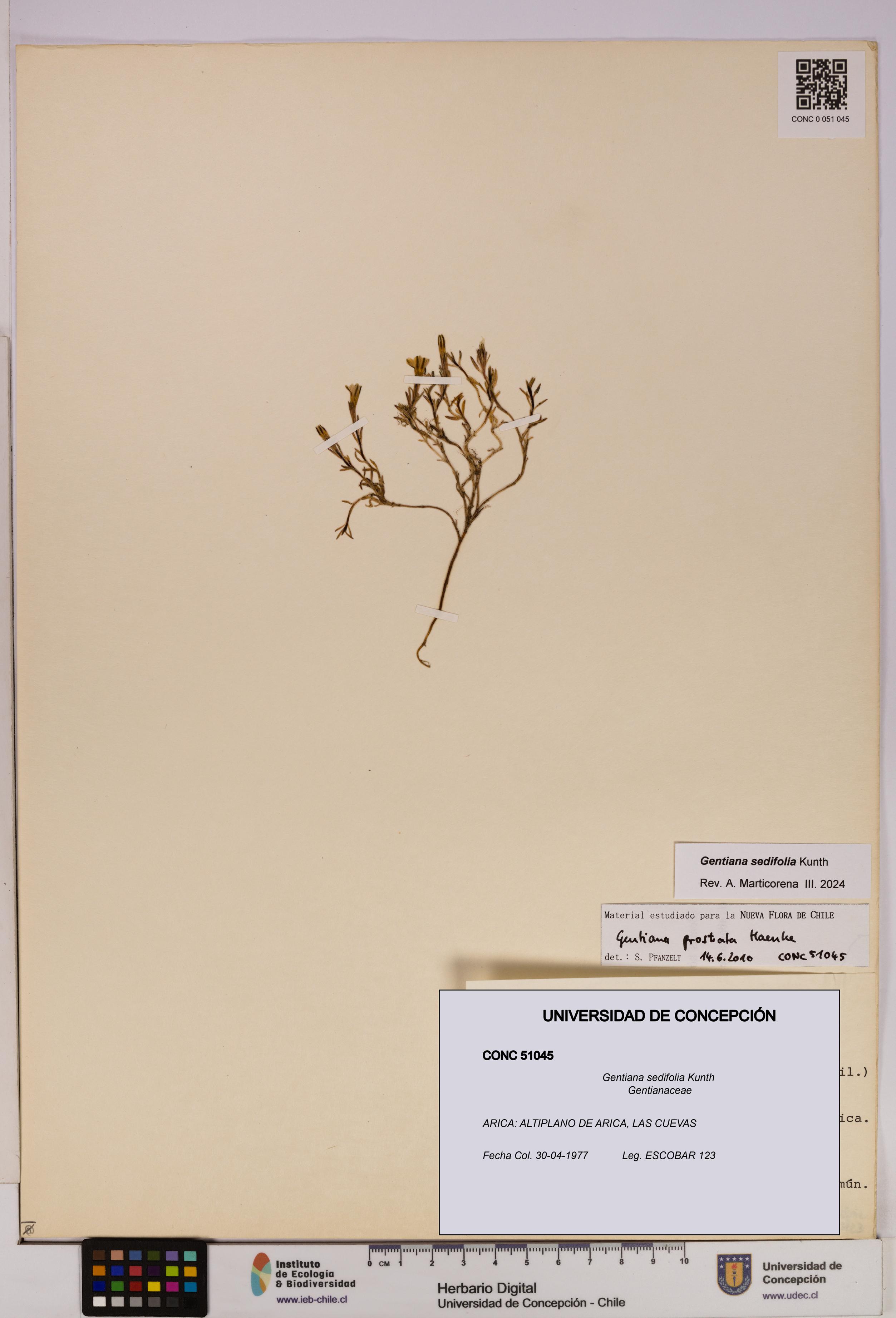 Gentiana sedifolia [Espécimen: UDEC:CONC:0051045]