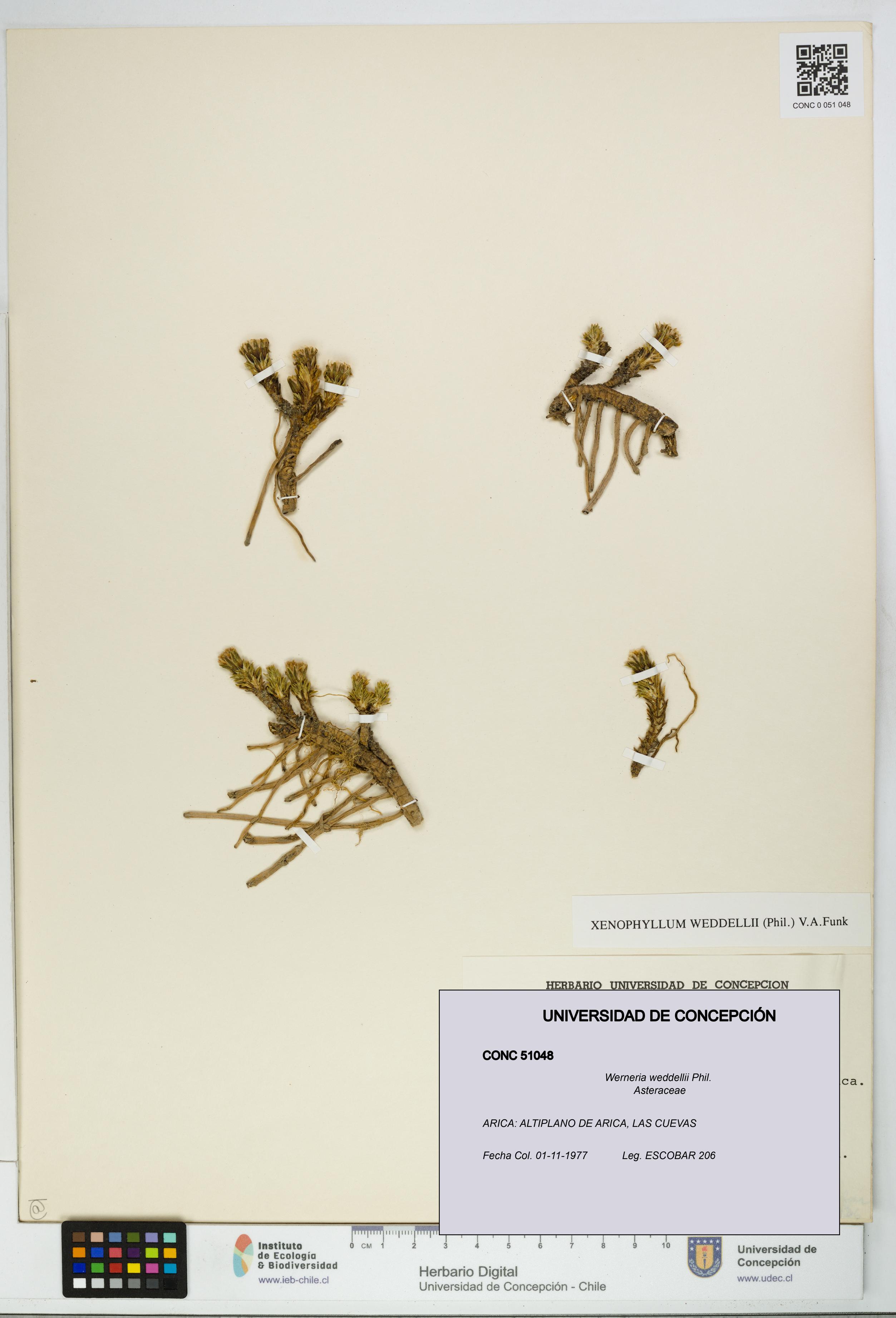 Werneria weddellii [Espécimen: UDEC:CONC:0051048]
