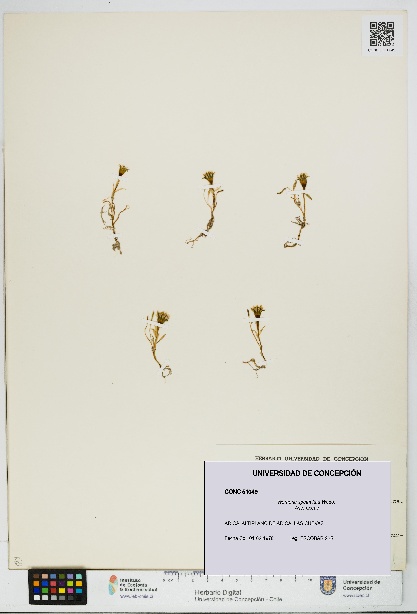 Werneria spathulata [Espécimen: UDEC:CONC:0051049]