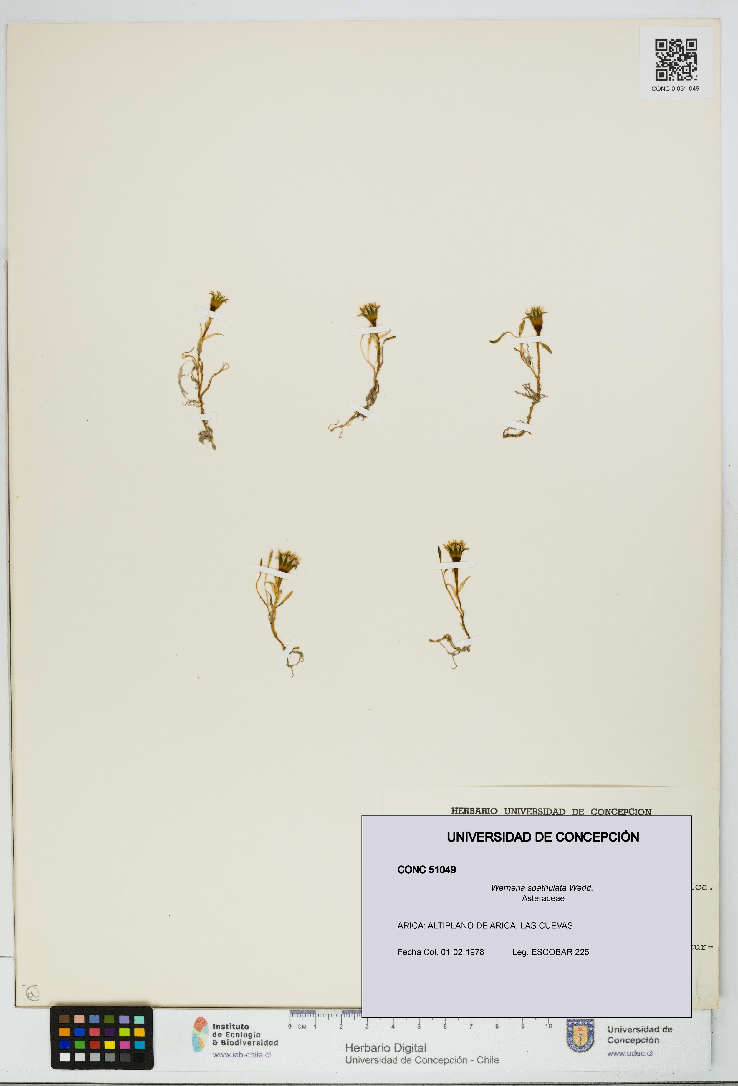 Werneria spathulata [Espécimen: UDEC:CONC:0051049]
