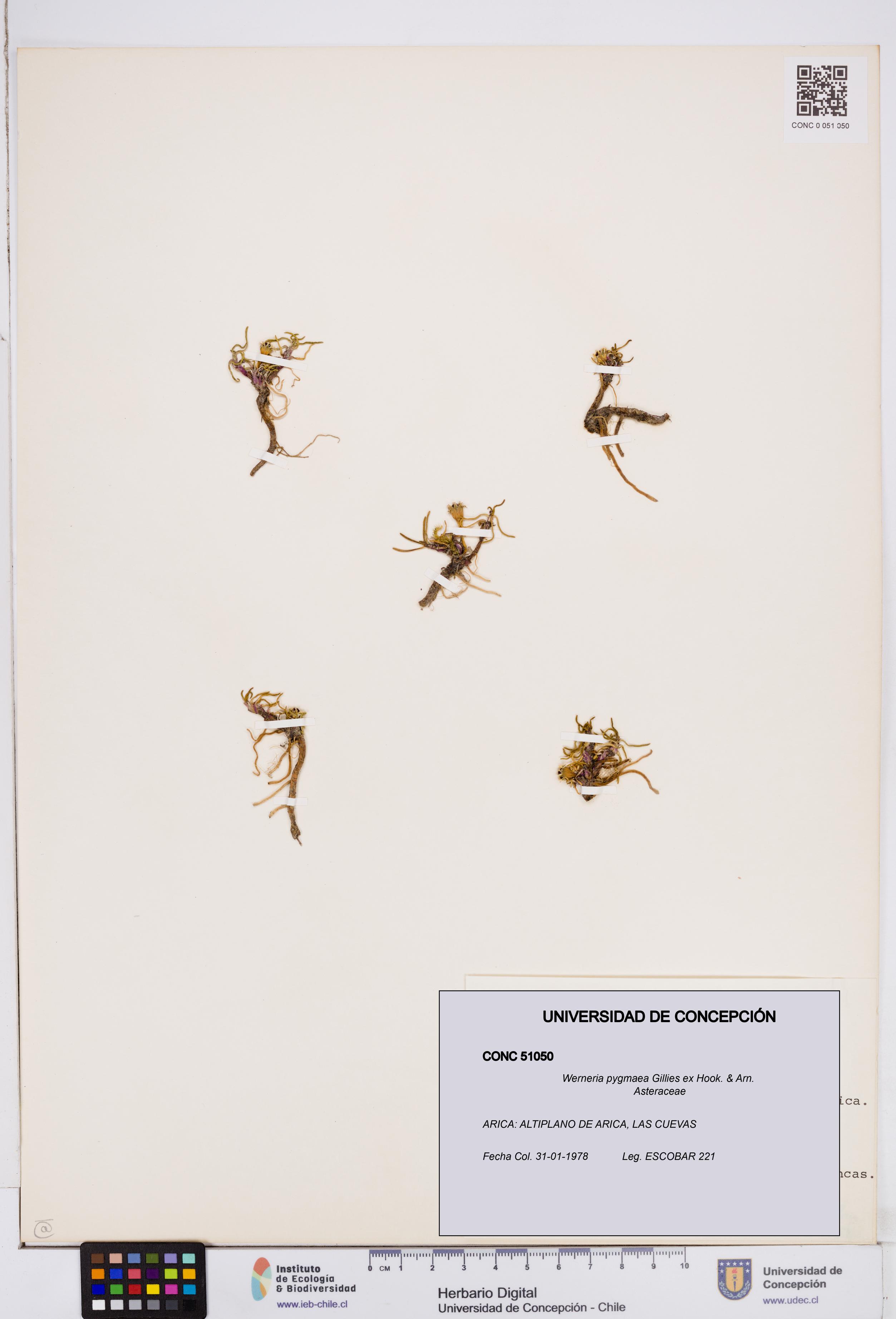 Werneria pygmaea [Espécimen: ]