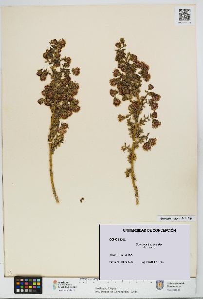 Senecio nutans [Espécimen: UDEC:CONC:0051062]