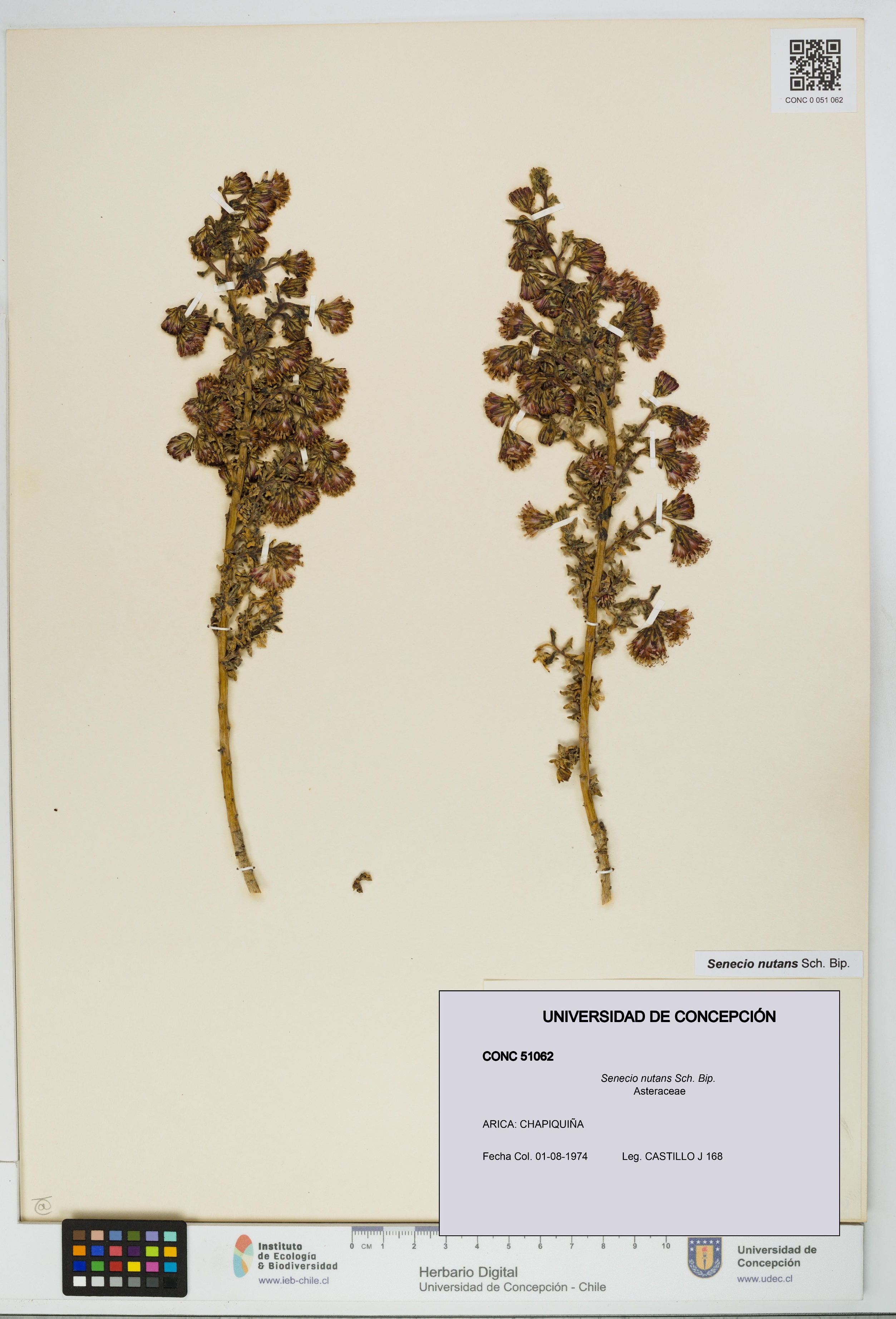 Senecio nutans [Espécimen: UDEC:CONC:0051062]