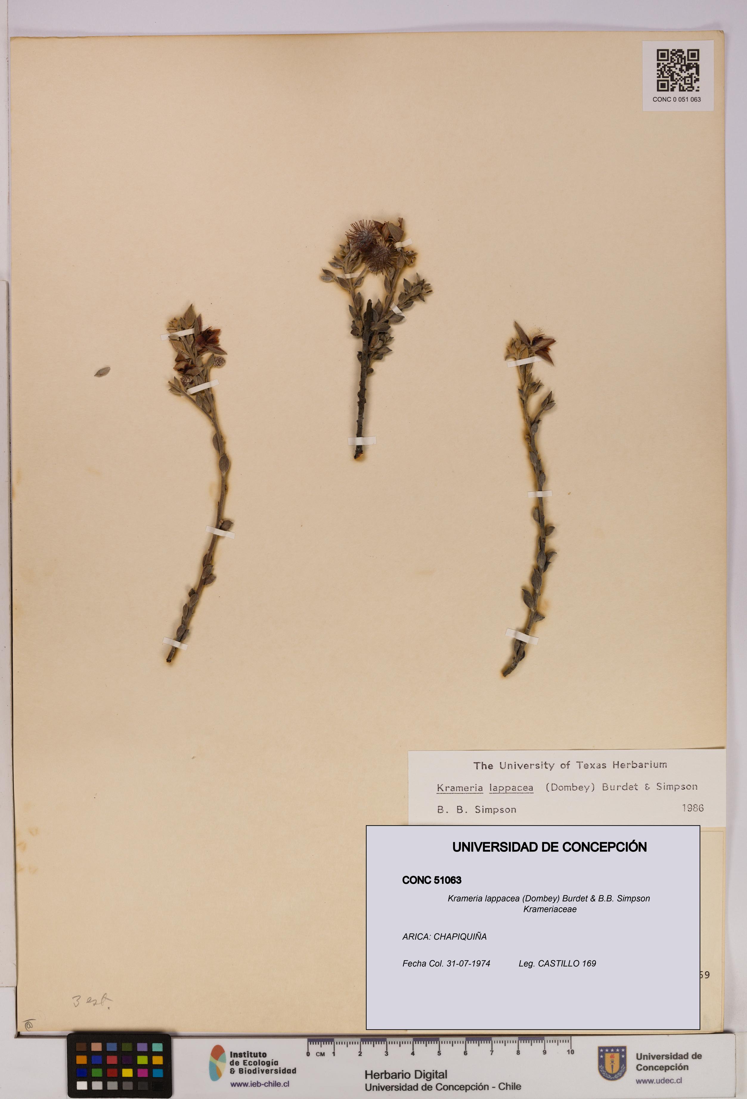 Krameria lappacea [Espécimen: UDEC:CONC:0051063]